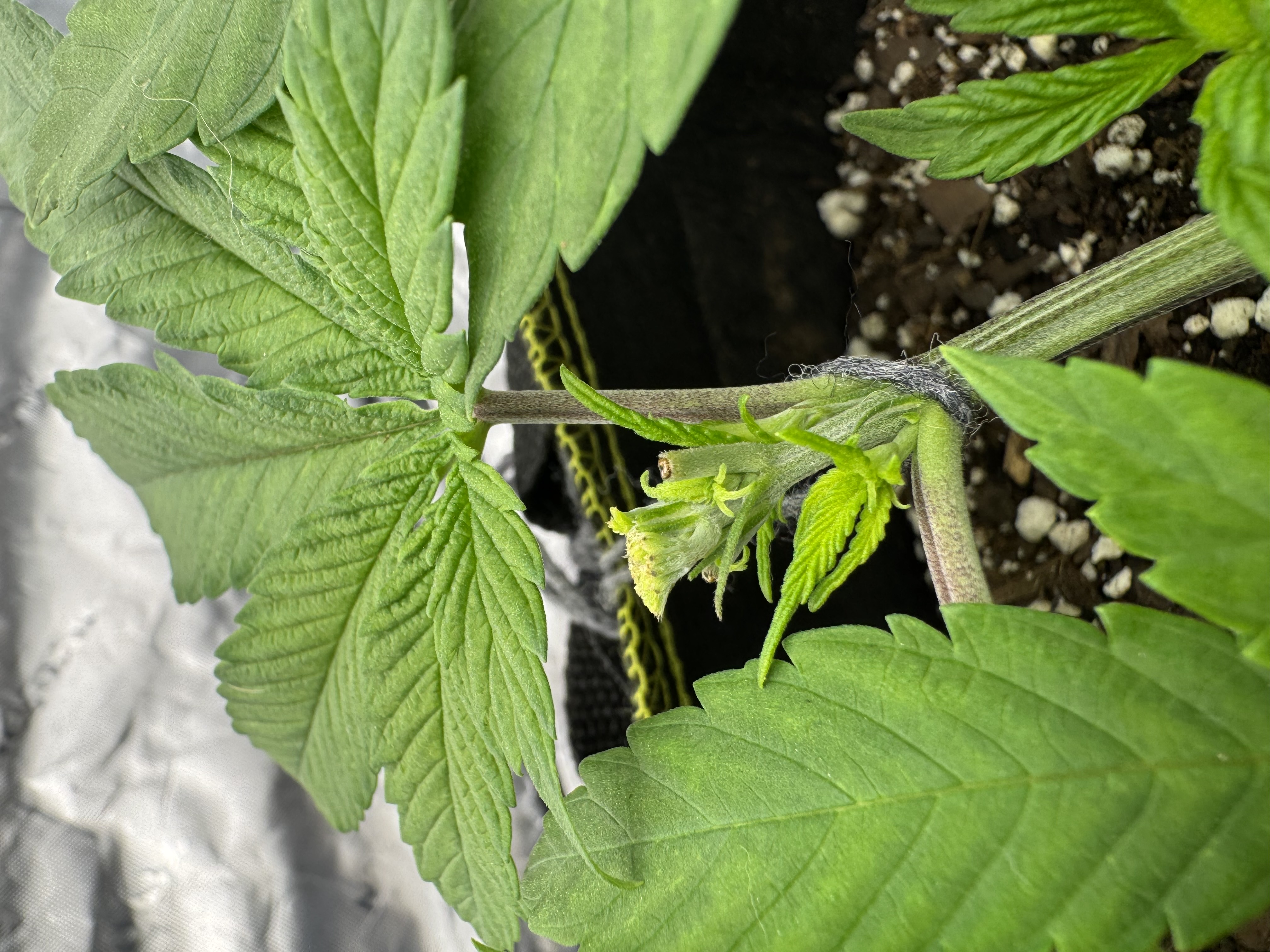 Master Kush RBX — vegetative, day 43