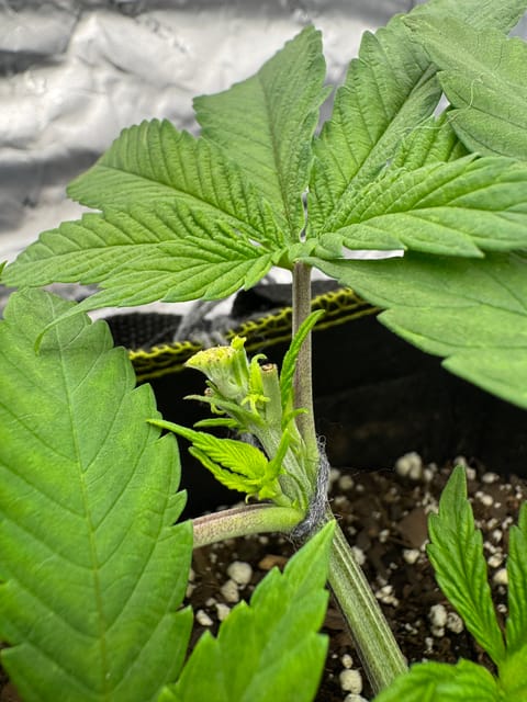 Master Kush RBX — vegetative, day 43