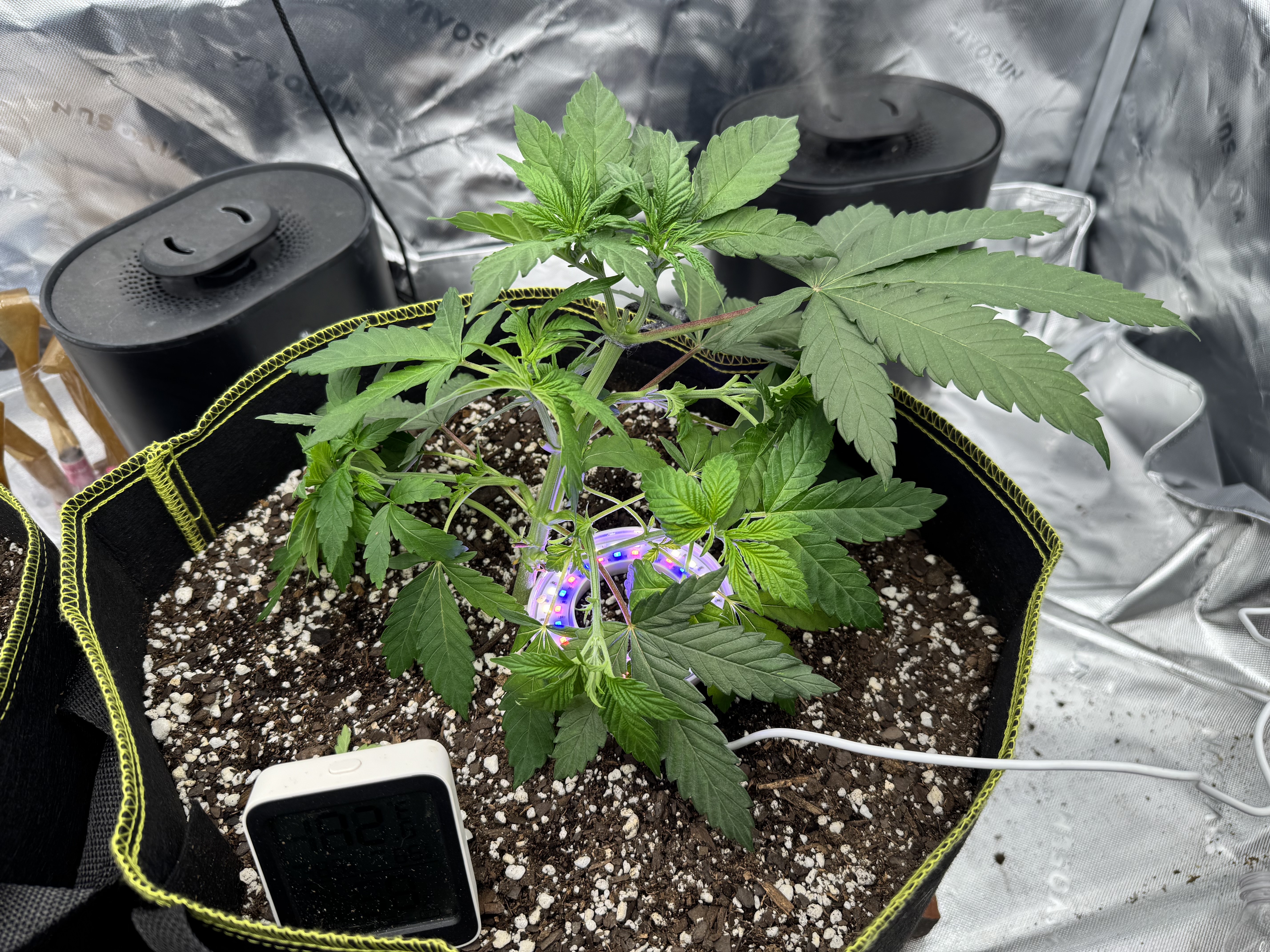 Master Kush RBX — vegetative, day 43