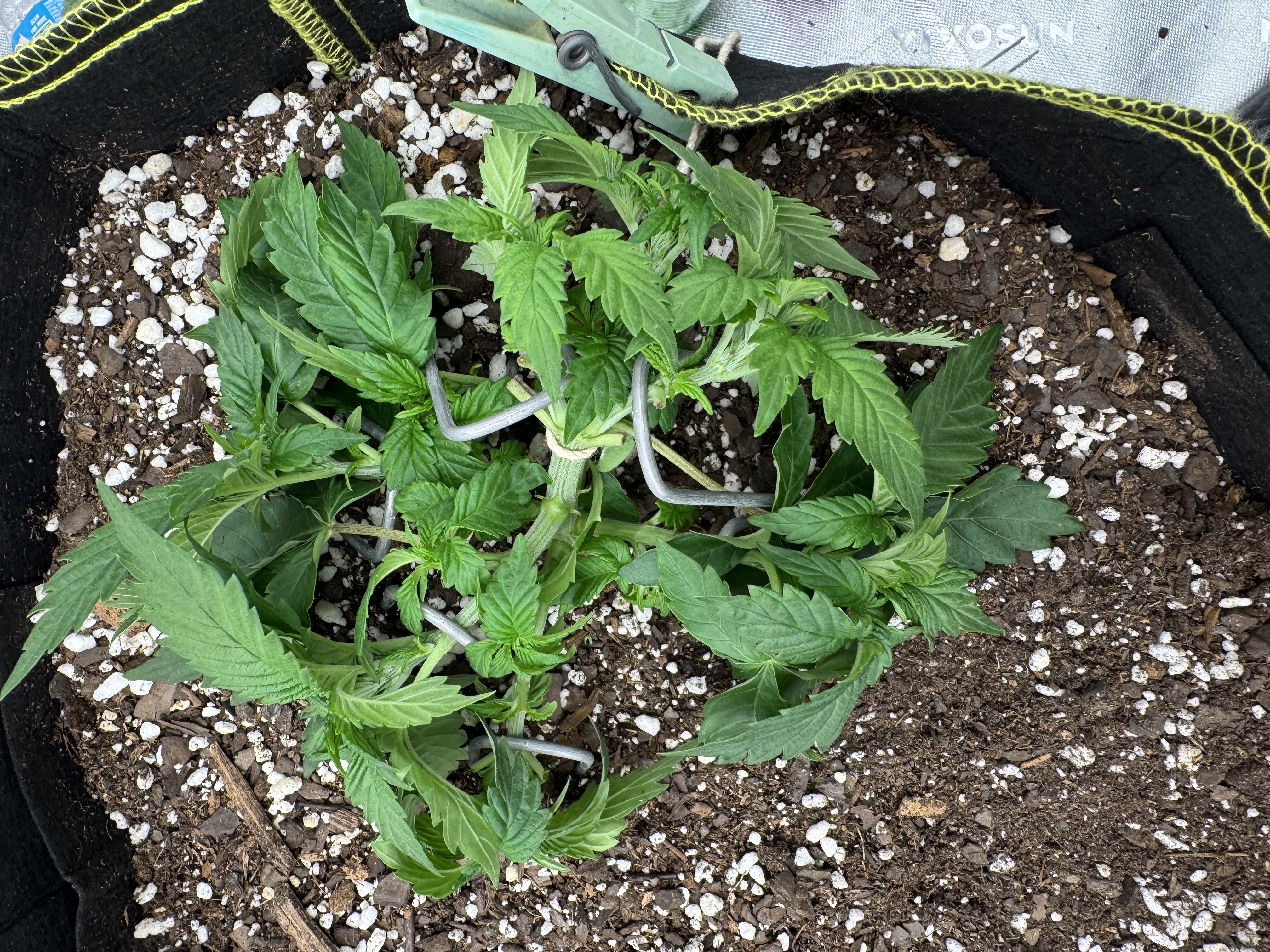 Master Kush RBX — vegetative, day 44