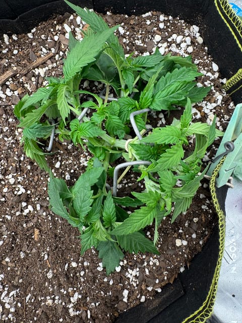 Master Kush RBX — vegetative, day 44