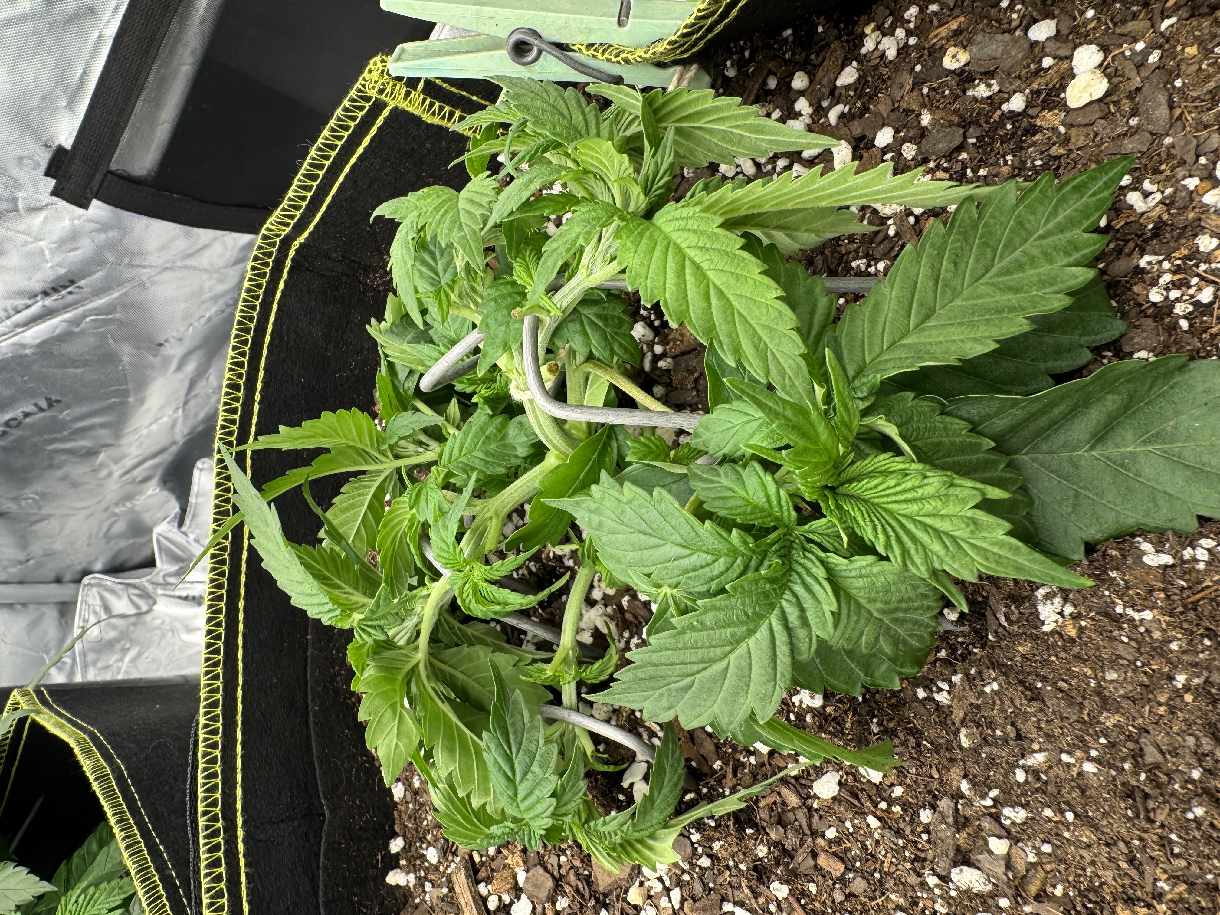 Master Kush RBX — vegetative, day 44