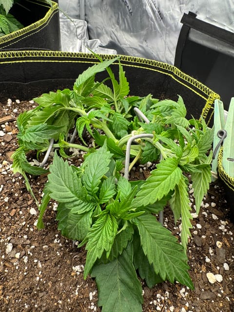 Master Kush RBX — vegetative, day 44