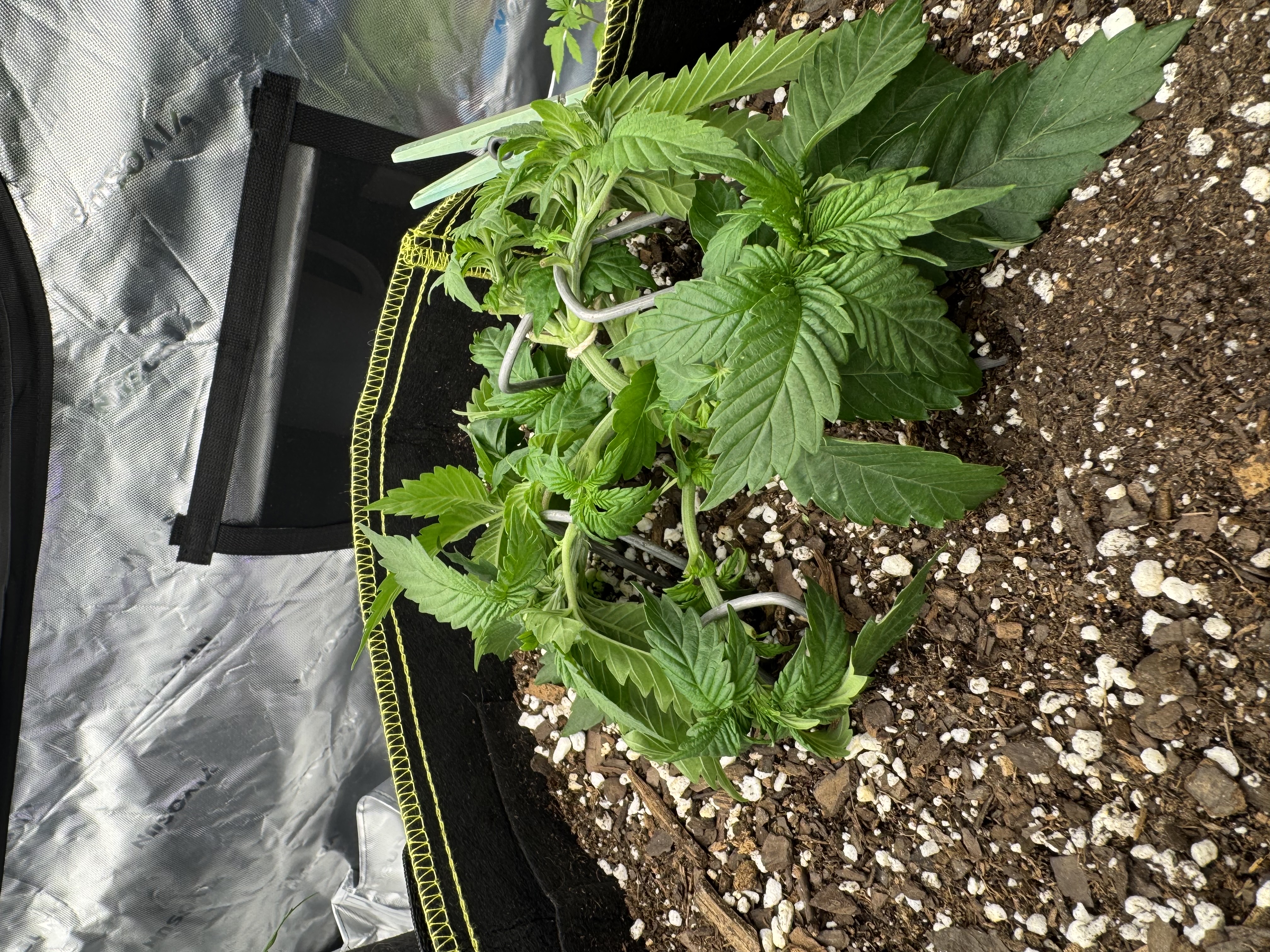 Master Kush RBX — vegetative, day 44