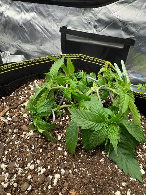 Master Kush RBX — vegetative, day 44