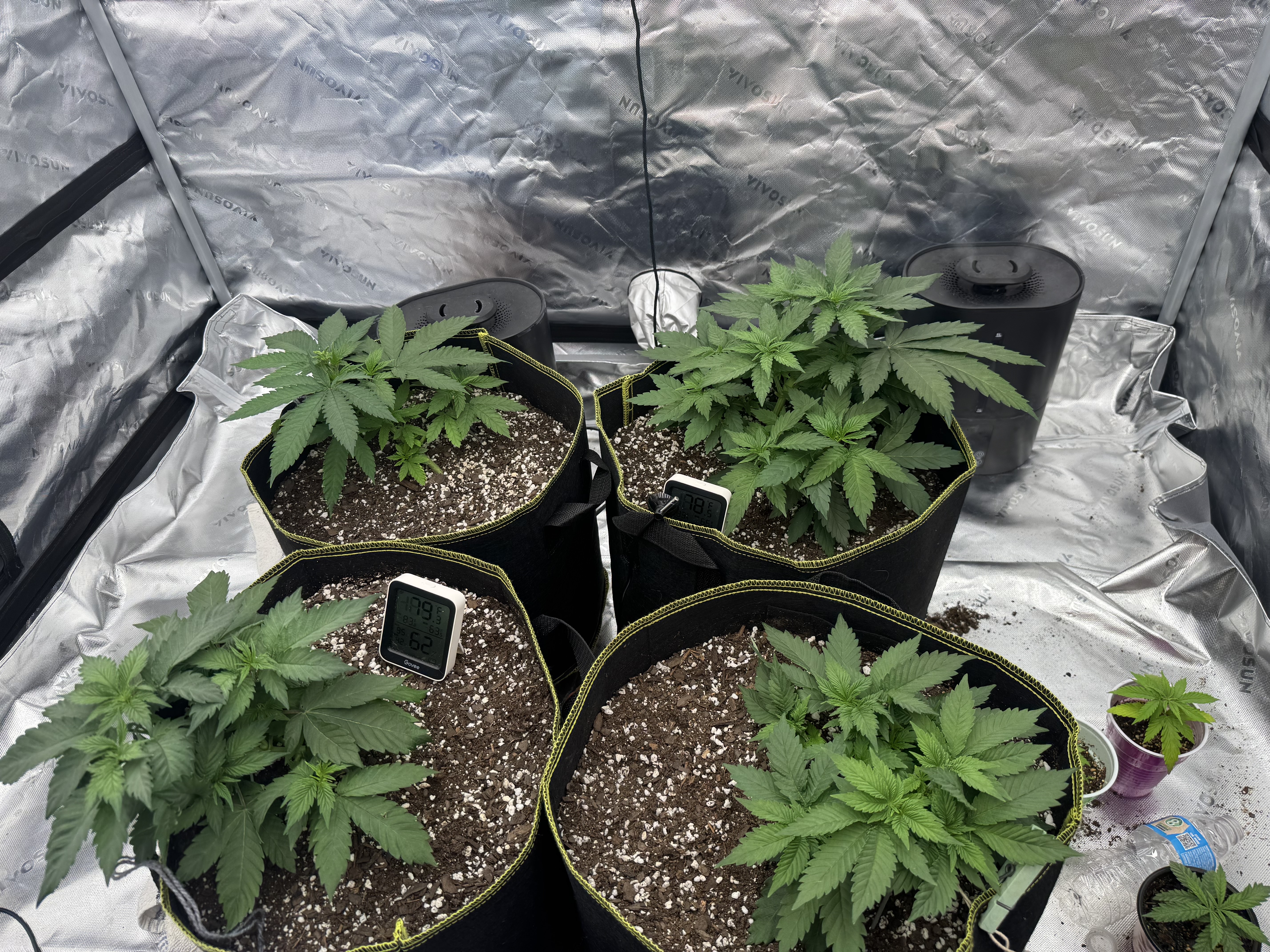 Master Kush RBX — vegetative, day 46