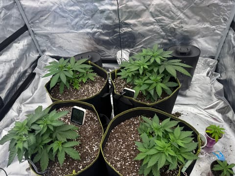 Master Kush RBX — vegetative, day 46