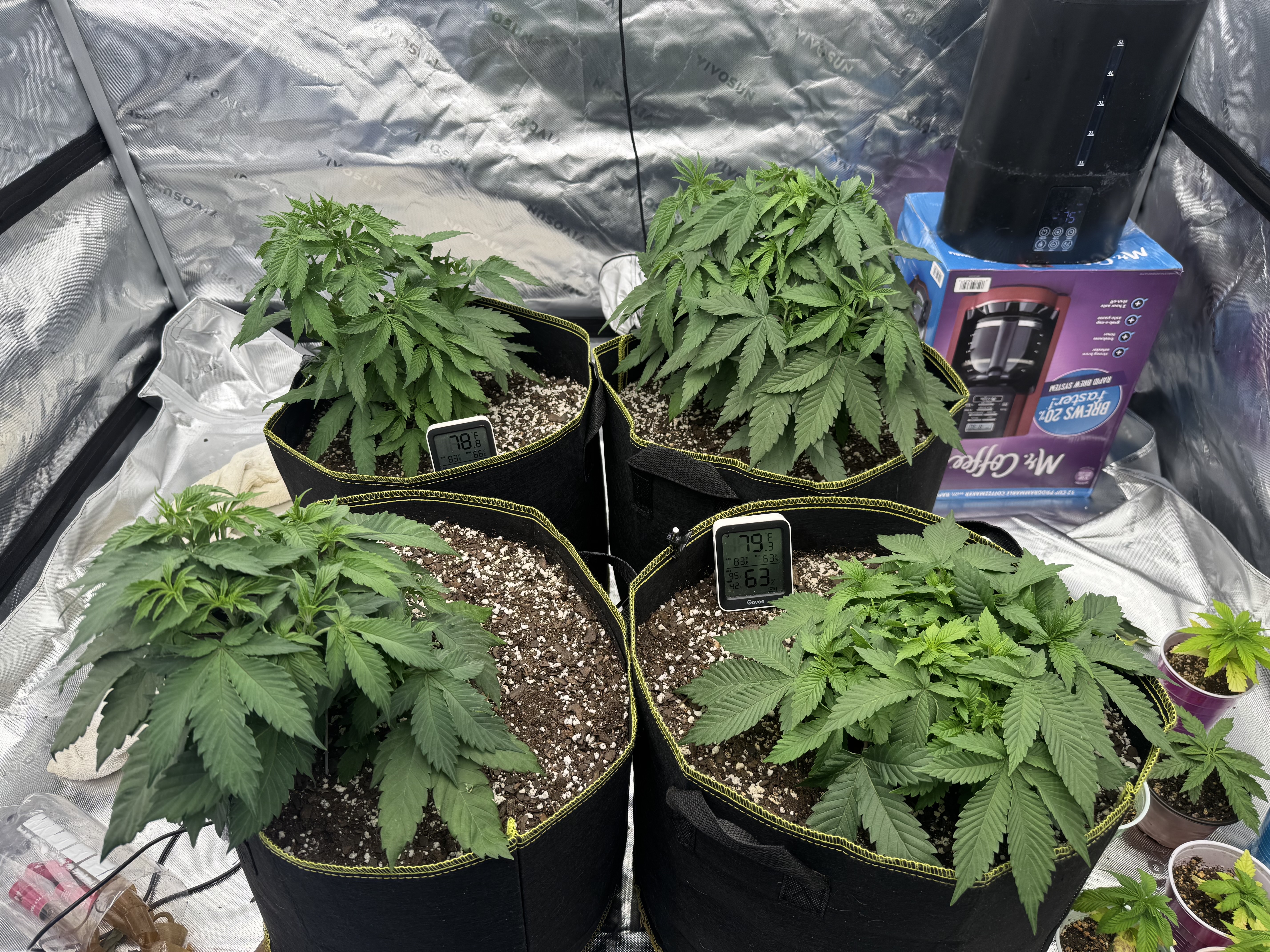 Master Kush RBX — vegetative, day 53