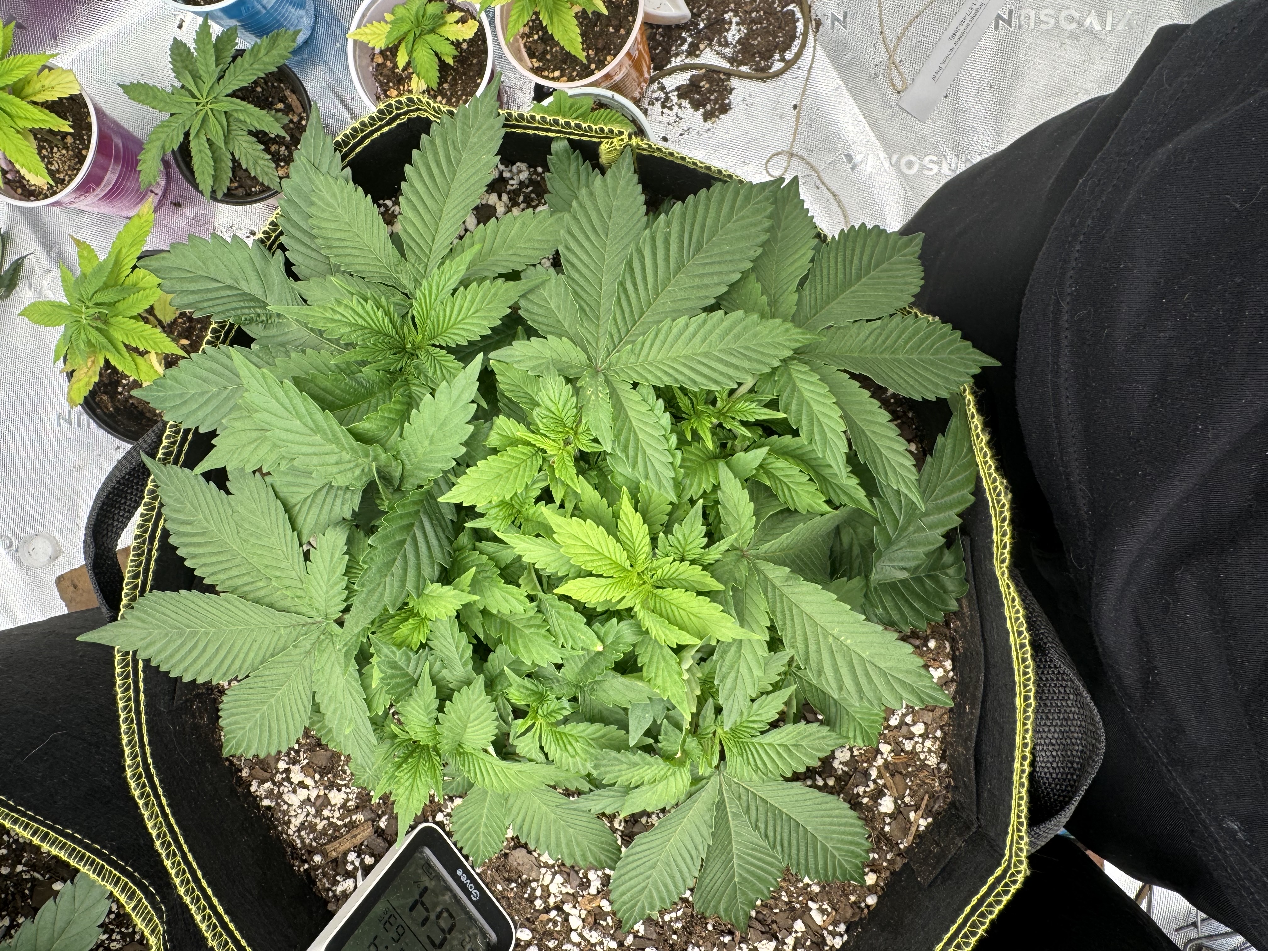 Master Kush RBX — vegetative, day 53