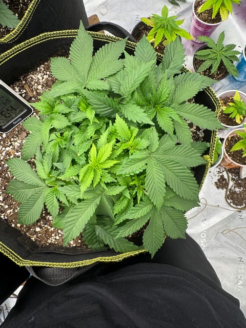 Master Kush RBX — vegetative, day 53