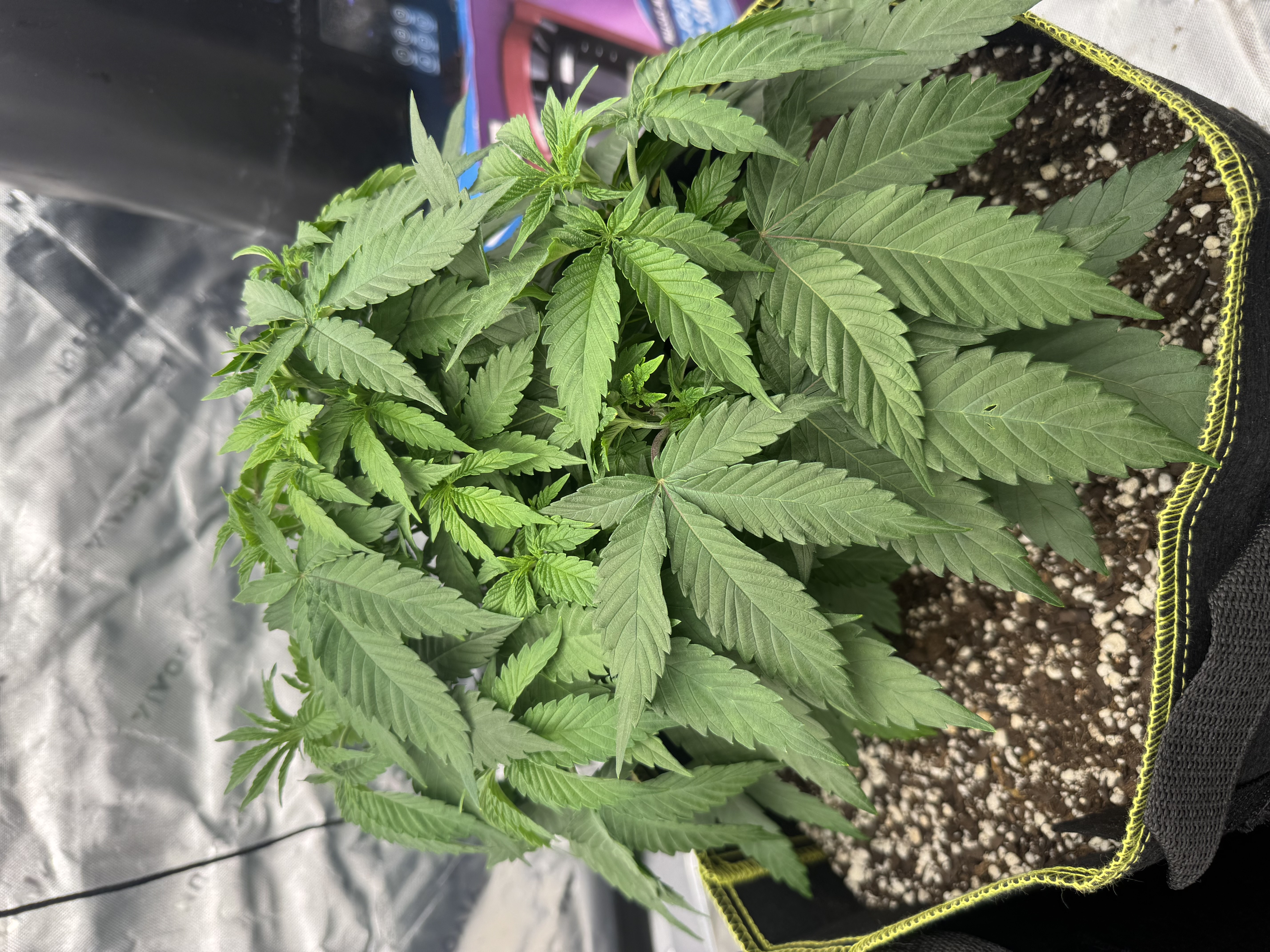 Master Kush RBX — vegetative, day 53