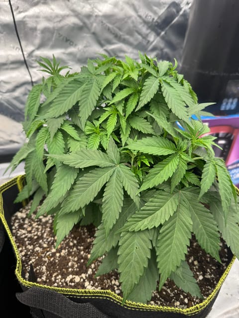 Master Kush RBX — vegetative, day 53