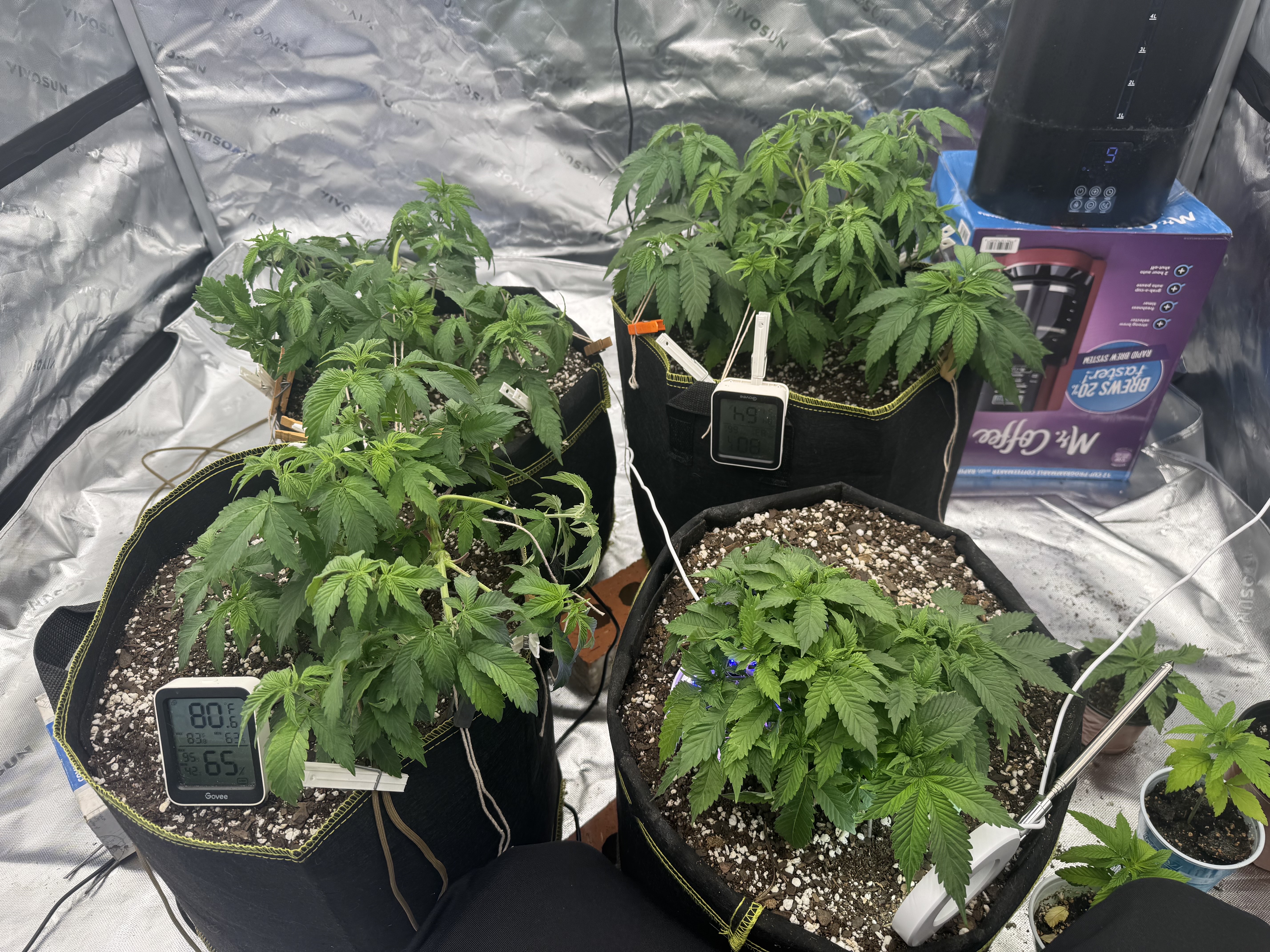 Master Kush RBX — vegetative, day 58