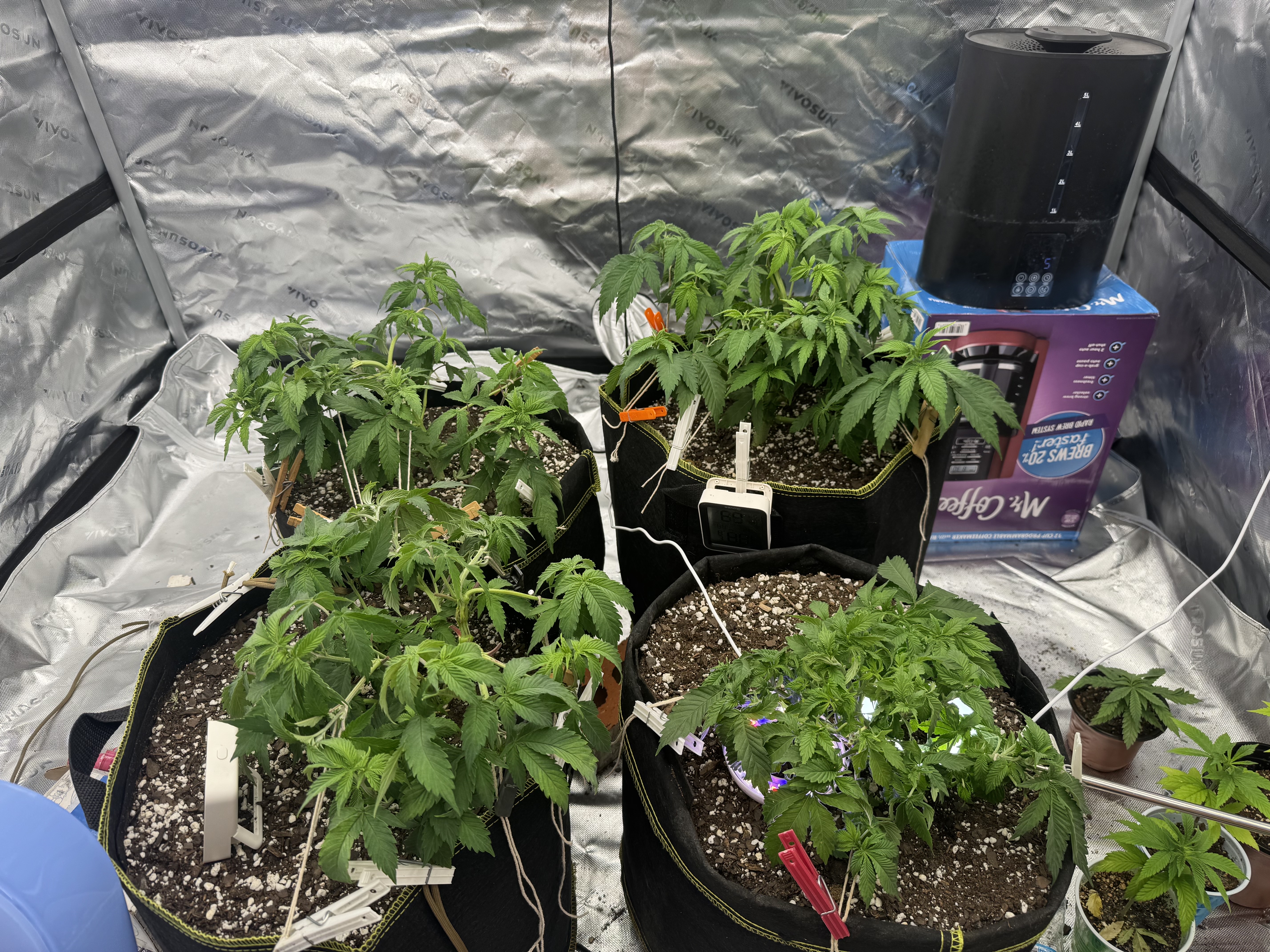 Master Kush RBX — vegetative, day 58