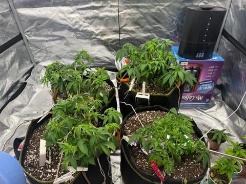 Master Kush RBX — vegetative, day 58