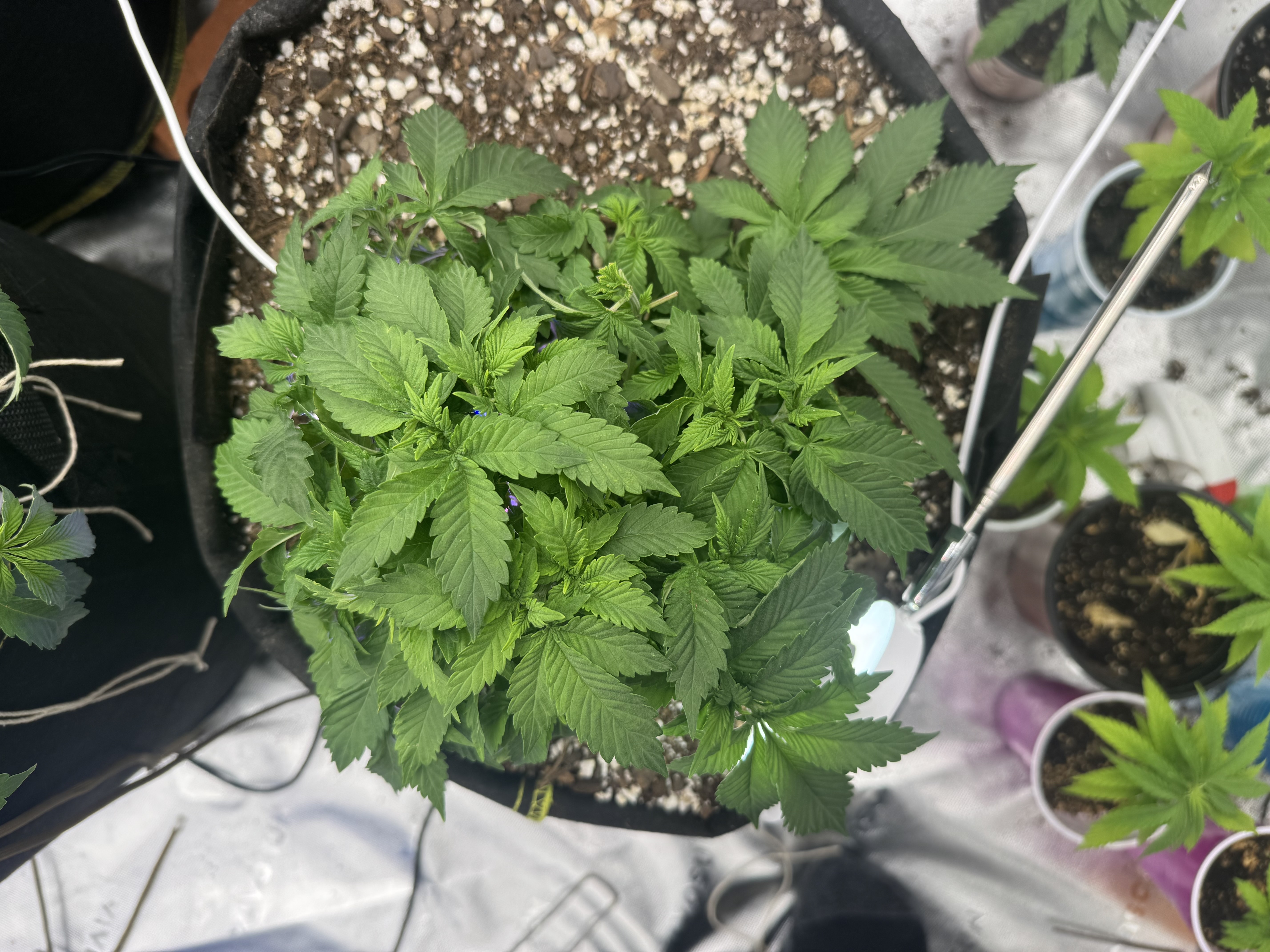 Master Kush RBX — vegetative, day 58