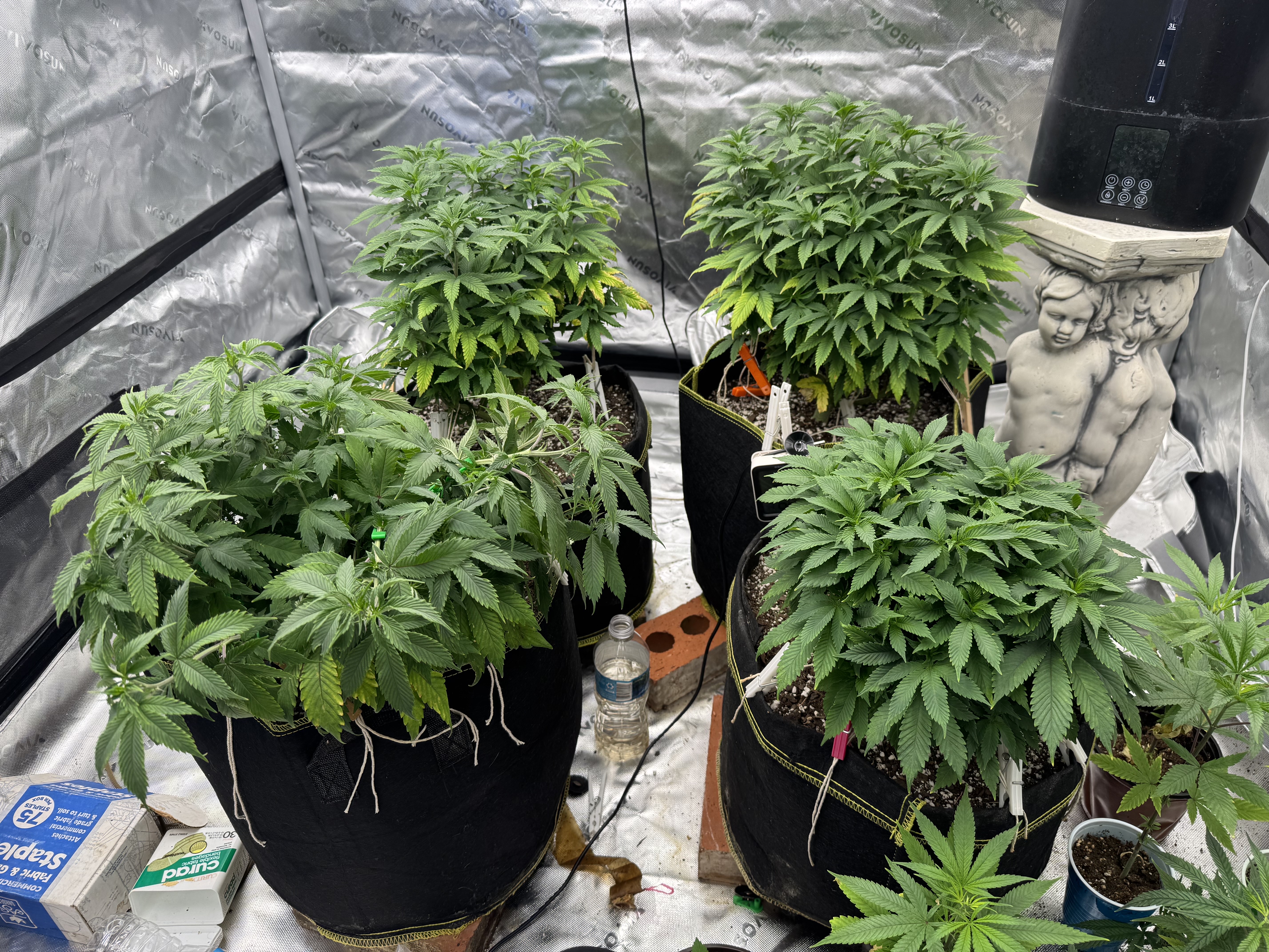 Master Kush RBX — vegetative, day 85