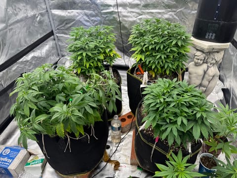 Master Kush RBX — vegetative, day 85