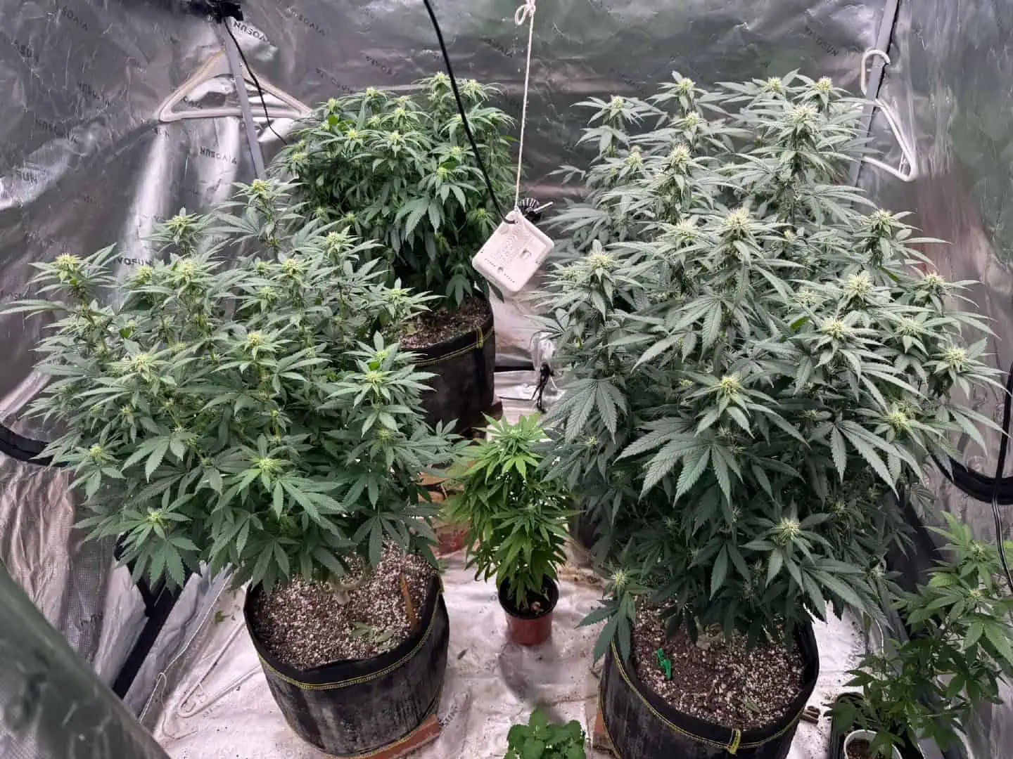 Master Kush RBX — flower, day 140