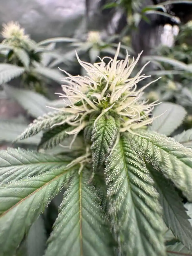 Master Kush RBX — flower, day 140