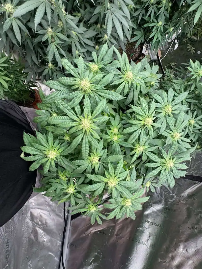 Master Kush RBX — flower, day 140