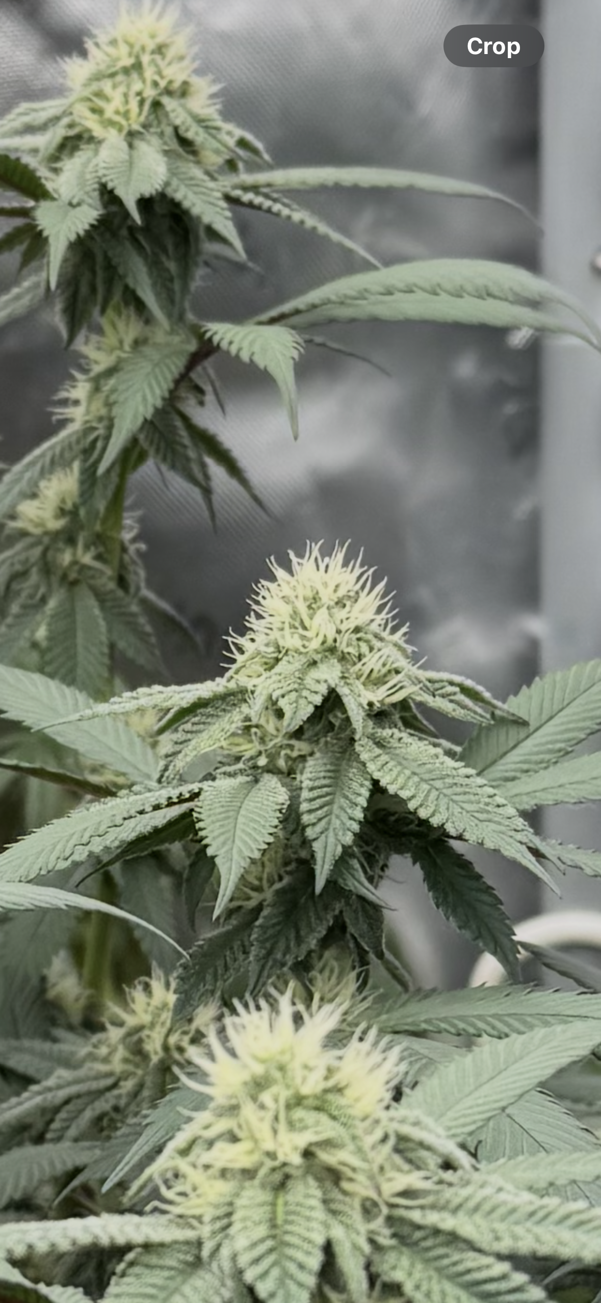 Master Kush RBX — flower, day 147