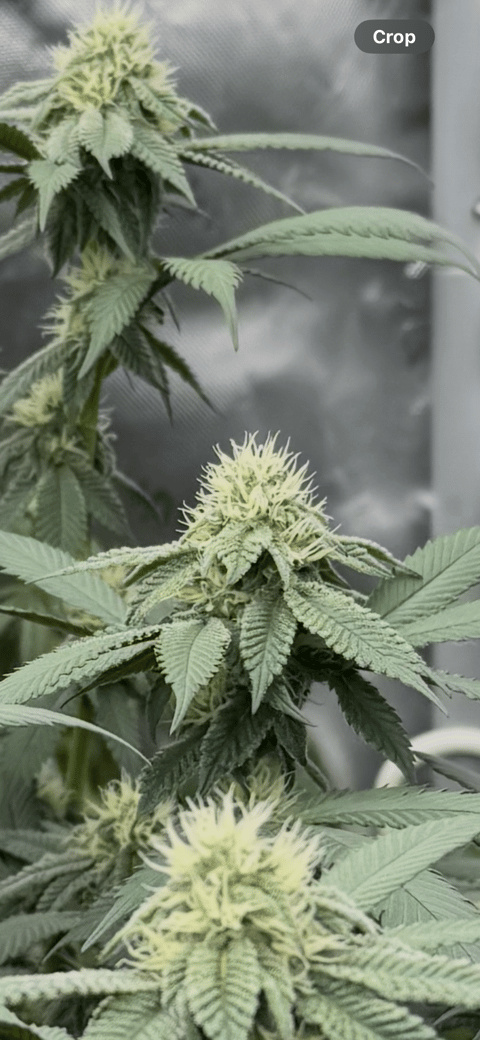 Master Kush RBX — flower, day 147
