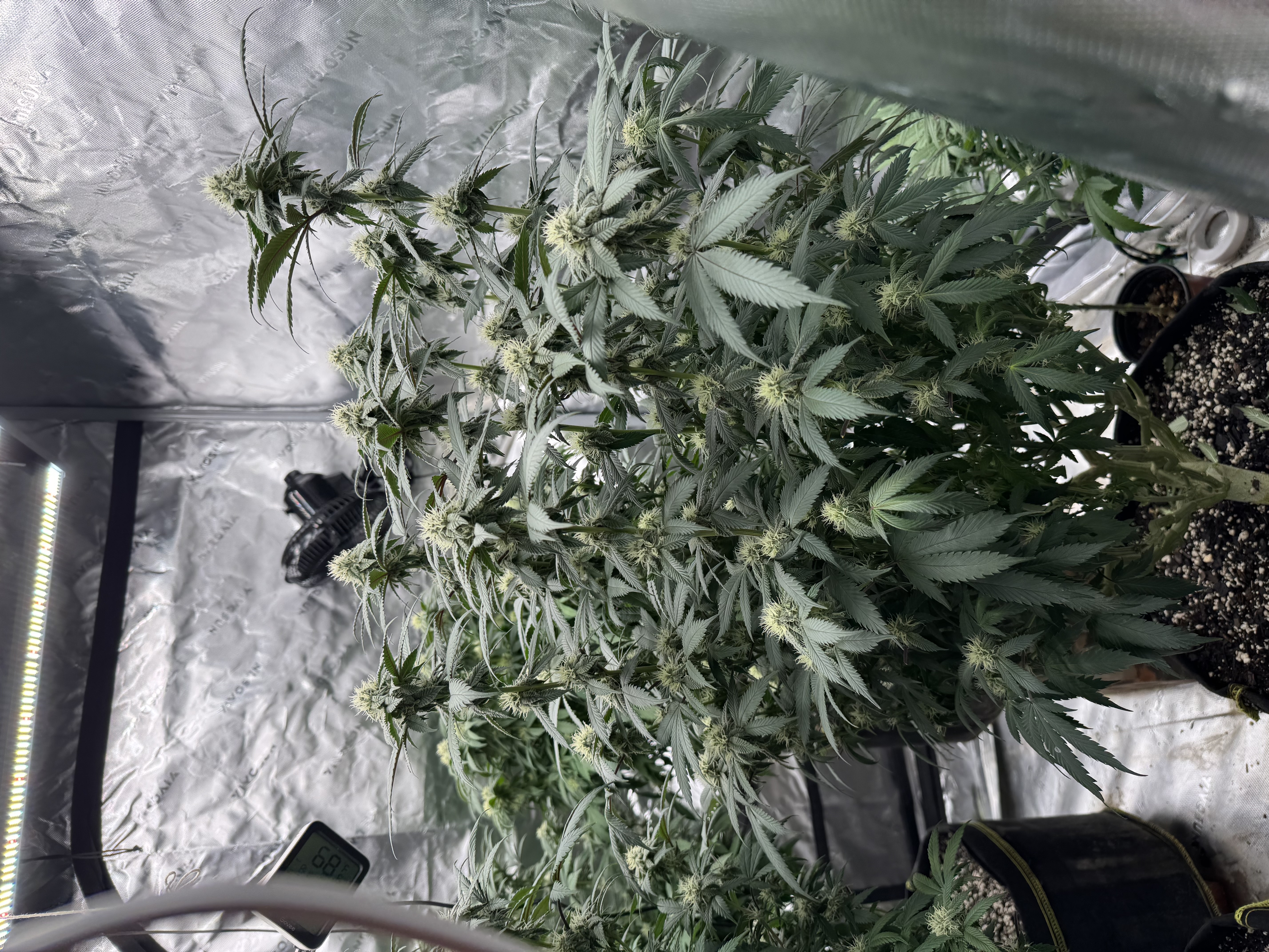 Master Kush RBX — flower, day 147