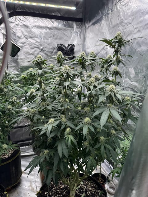 Master Kush RBX — flower, day 147