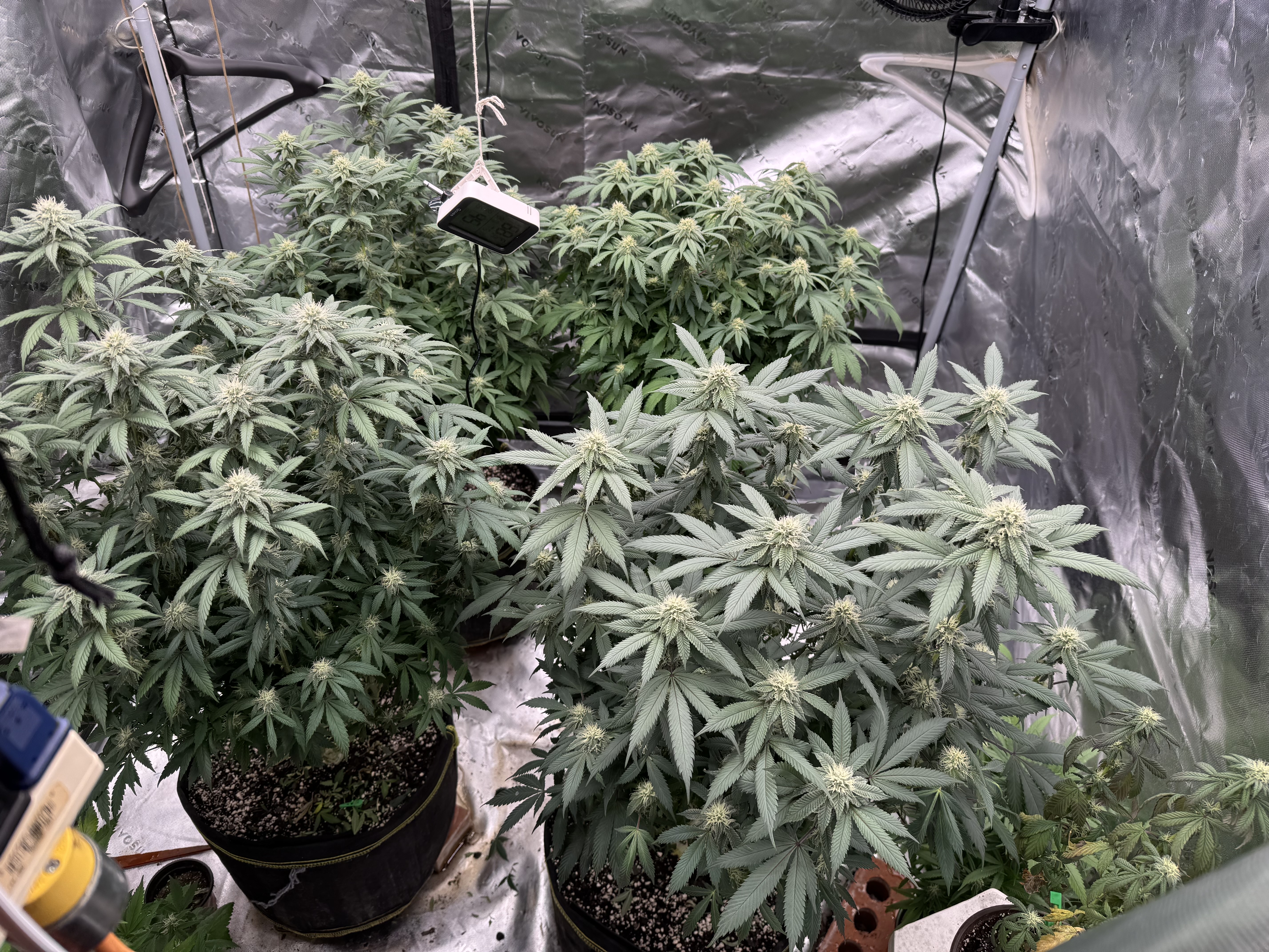 Master Kush RBX — flower, day 147