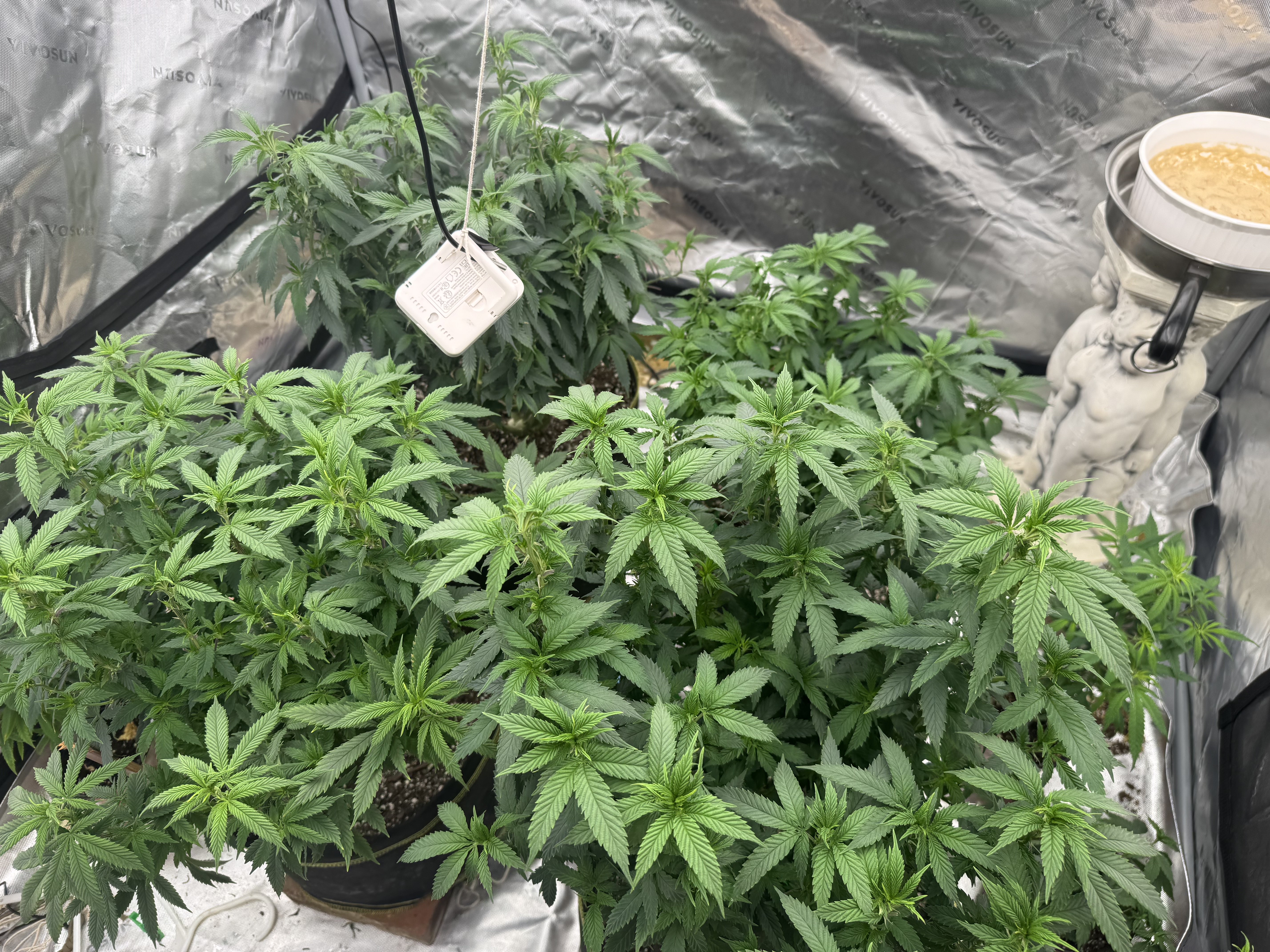 Master Kush RBX — flower, day 119