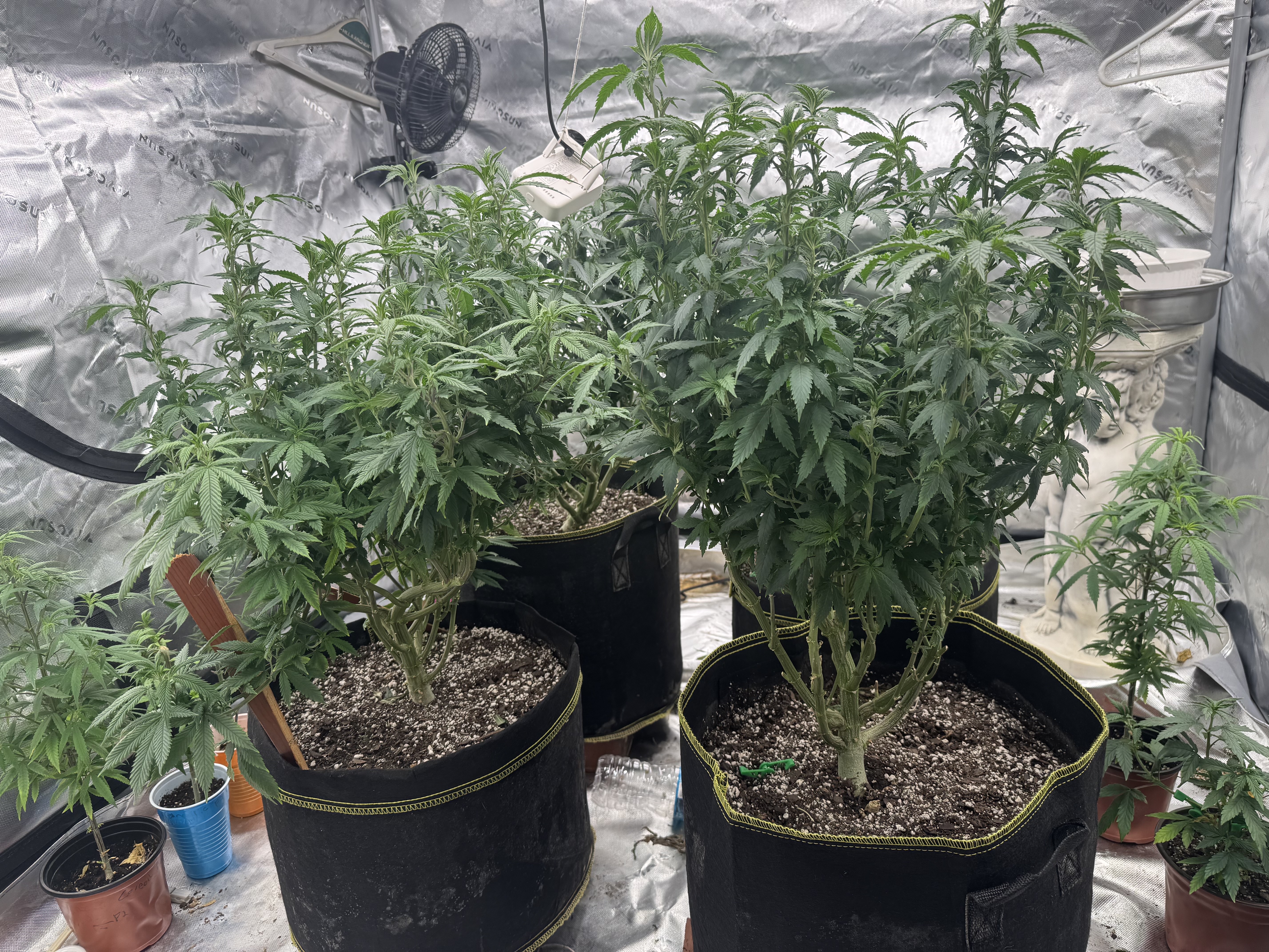 Master Kush RBX — flower, day 119