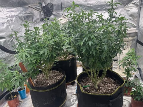 Master Kush RBX — flower, day 119