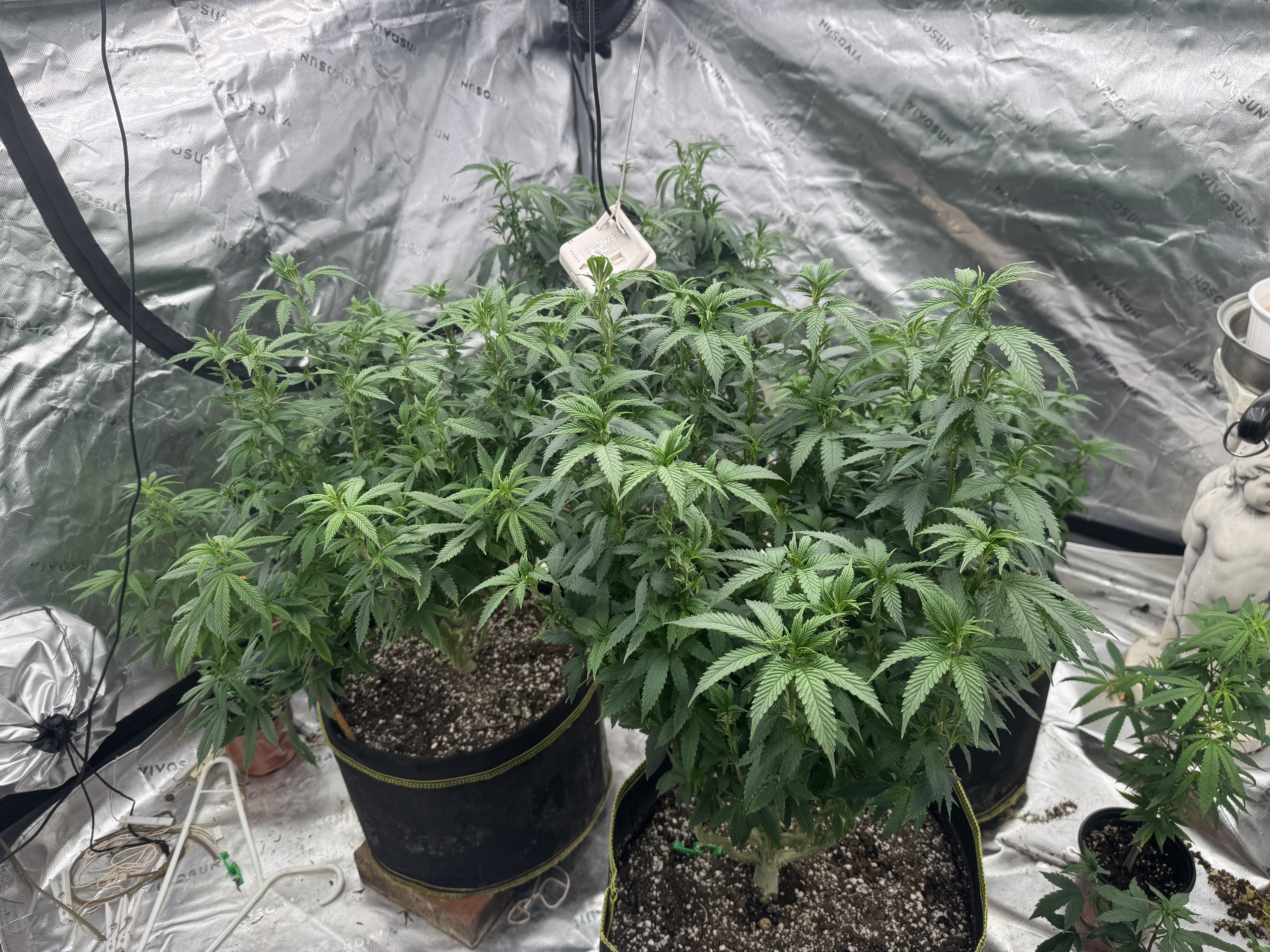 Master Kush RBX — flower, day 119