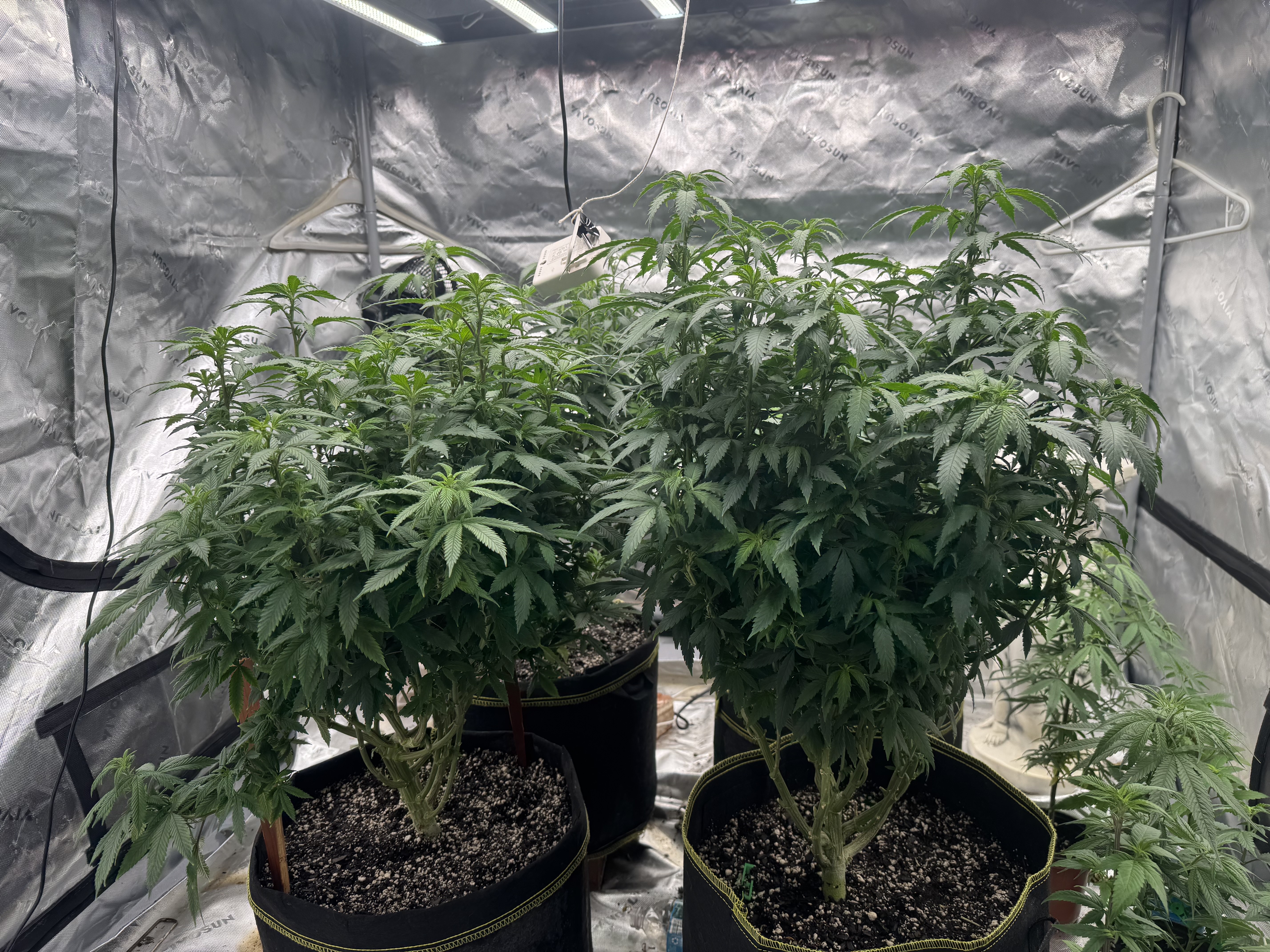 Master Kush RBX — flower, day 124