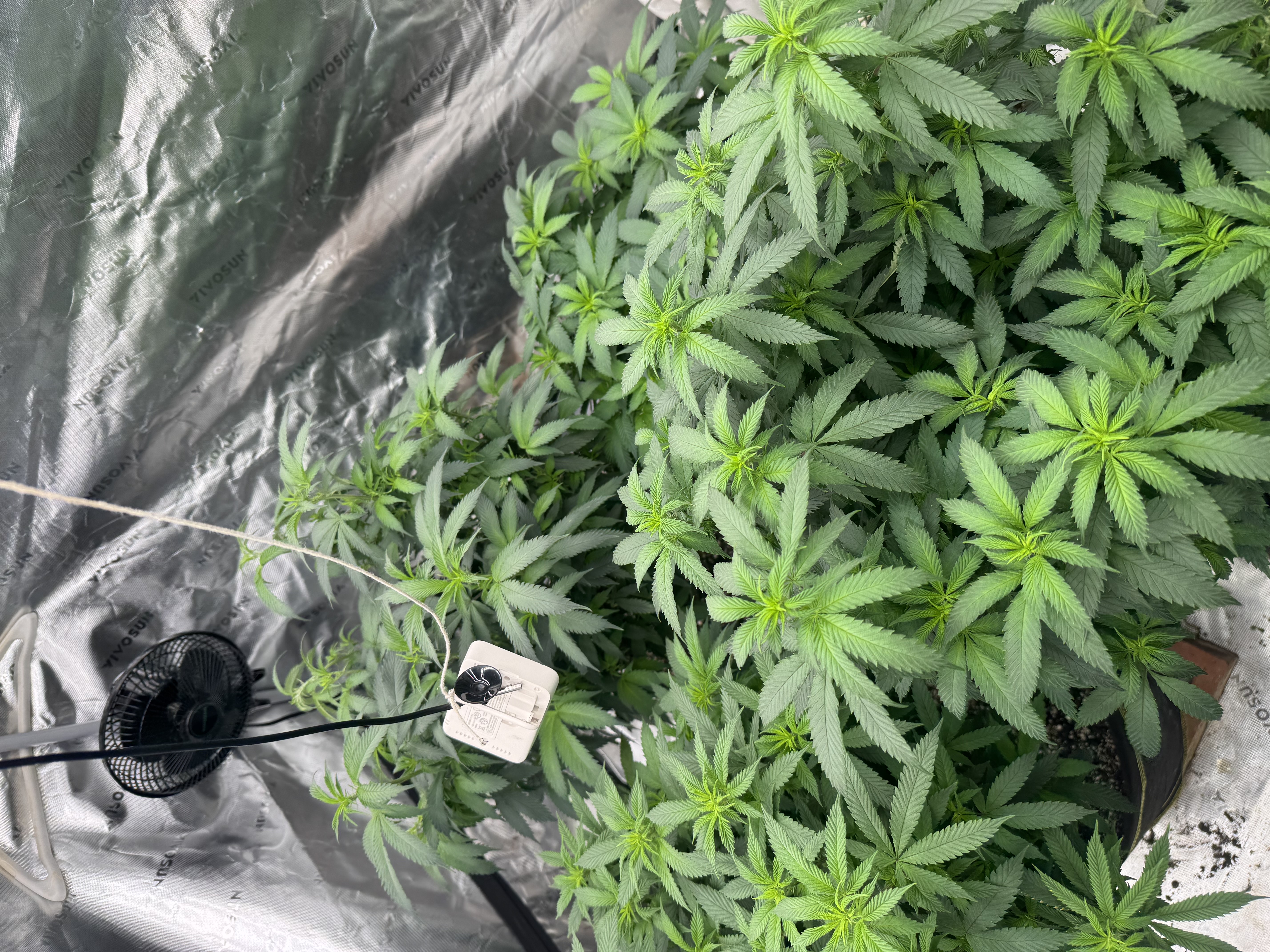 Master Kush RBX — flower, day 124