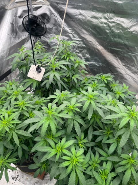 Master Kush RBX — flower, day 124