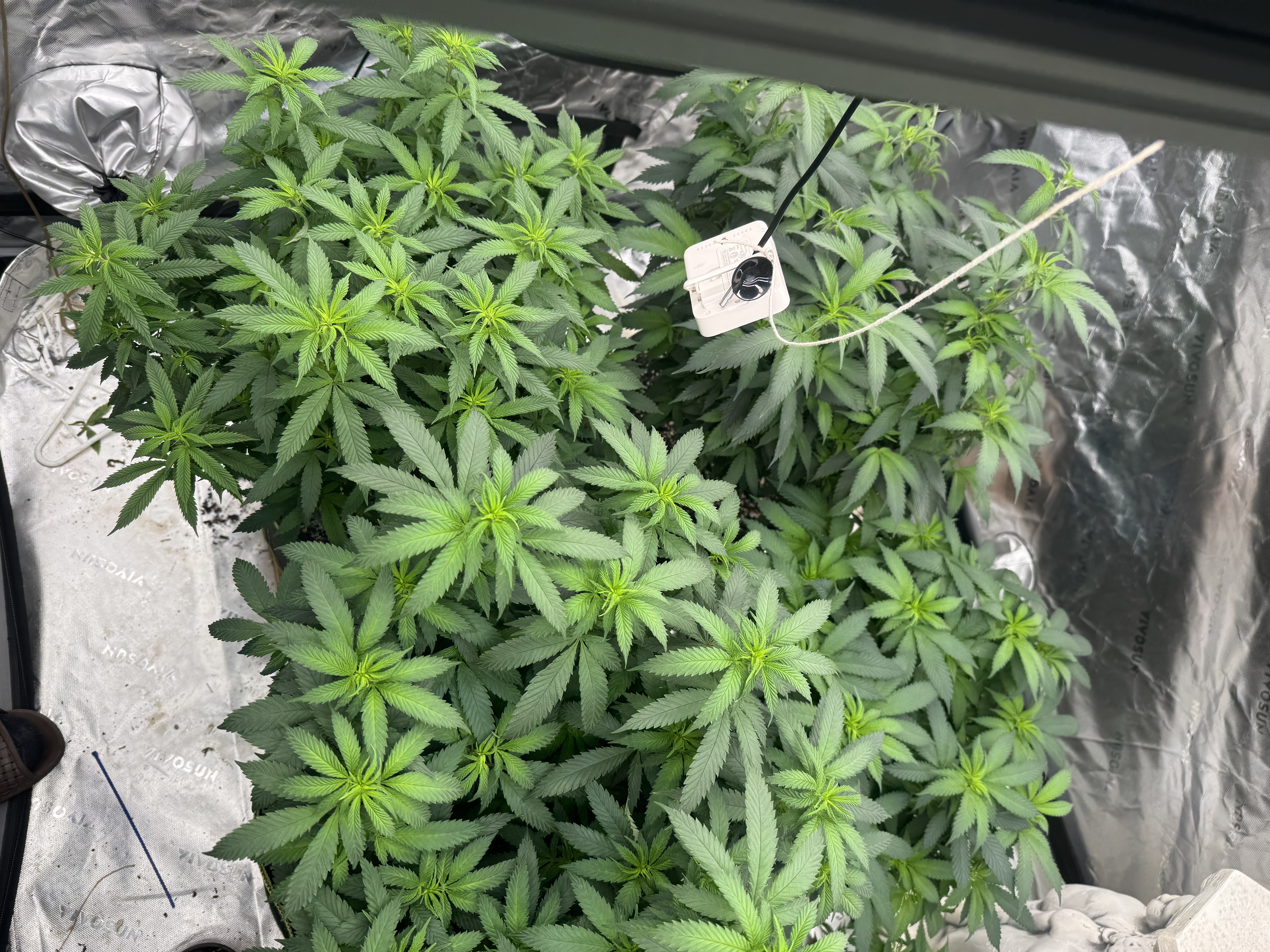 Master Kush RBX — flower, day 124
