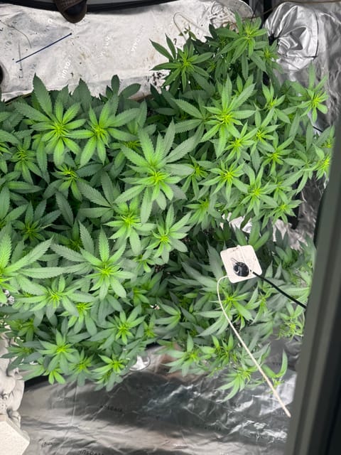 Master Kush RBX — flower, day 124