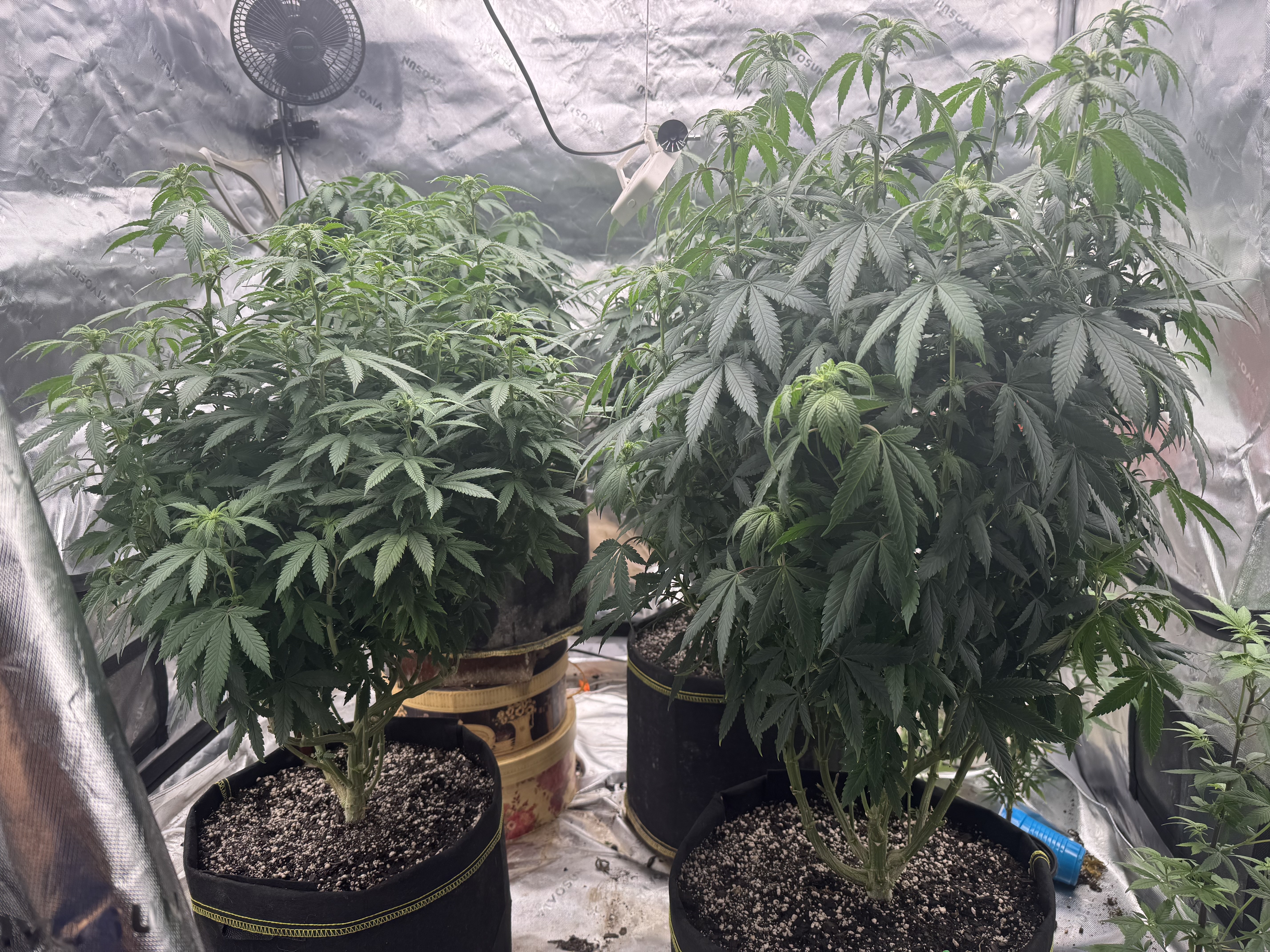 Master Kush RBX — flower, day 132