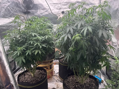 Master Kush RBX — flower, day 132