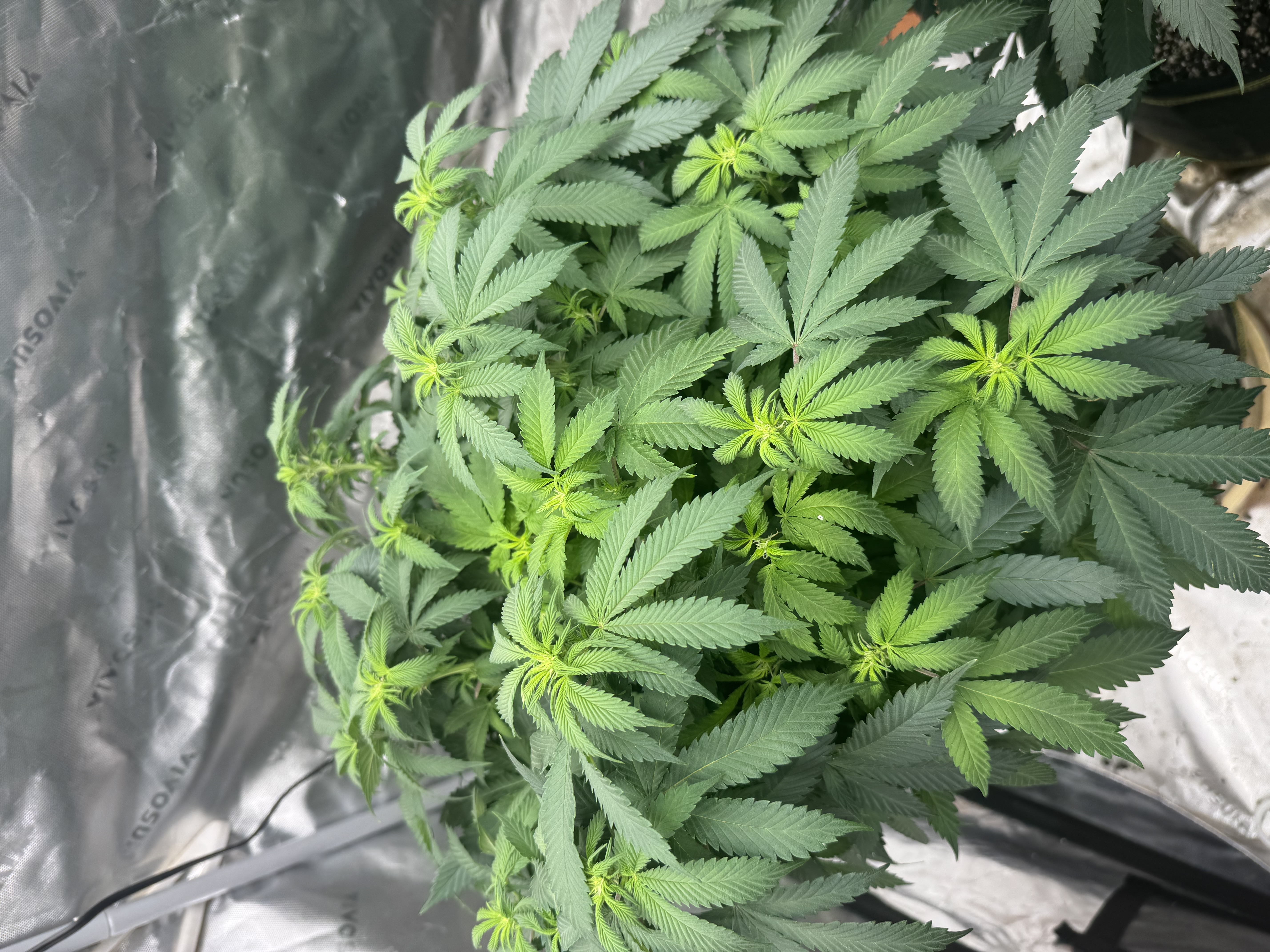 Master Kush RBX — flower, day 132
