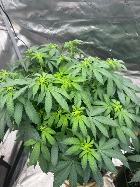 Master Kush RBX — flower, day 132