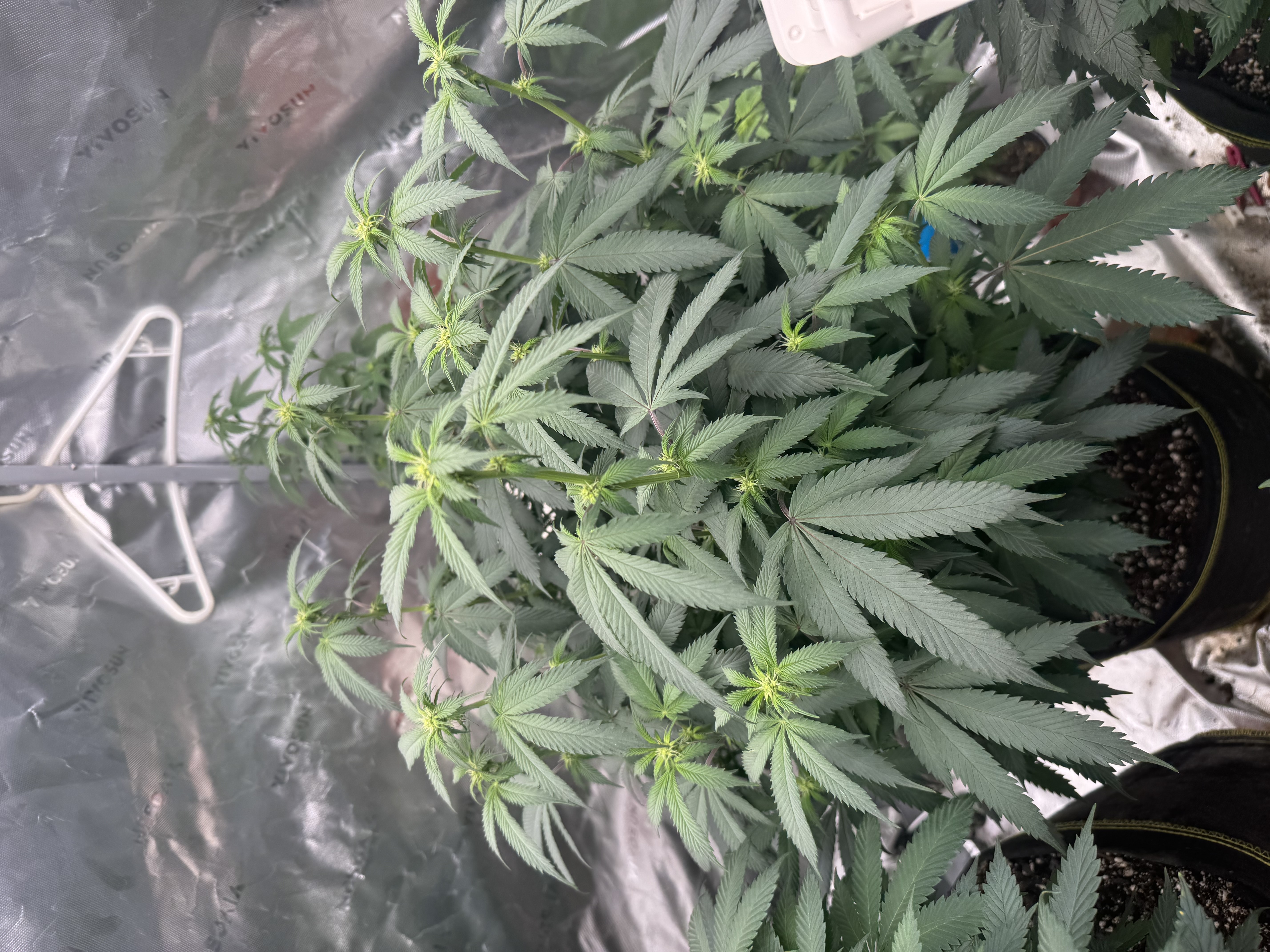 Master Kush RBX — flower, day 132