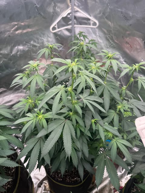 Master Kush RBX — flower, day 132
