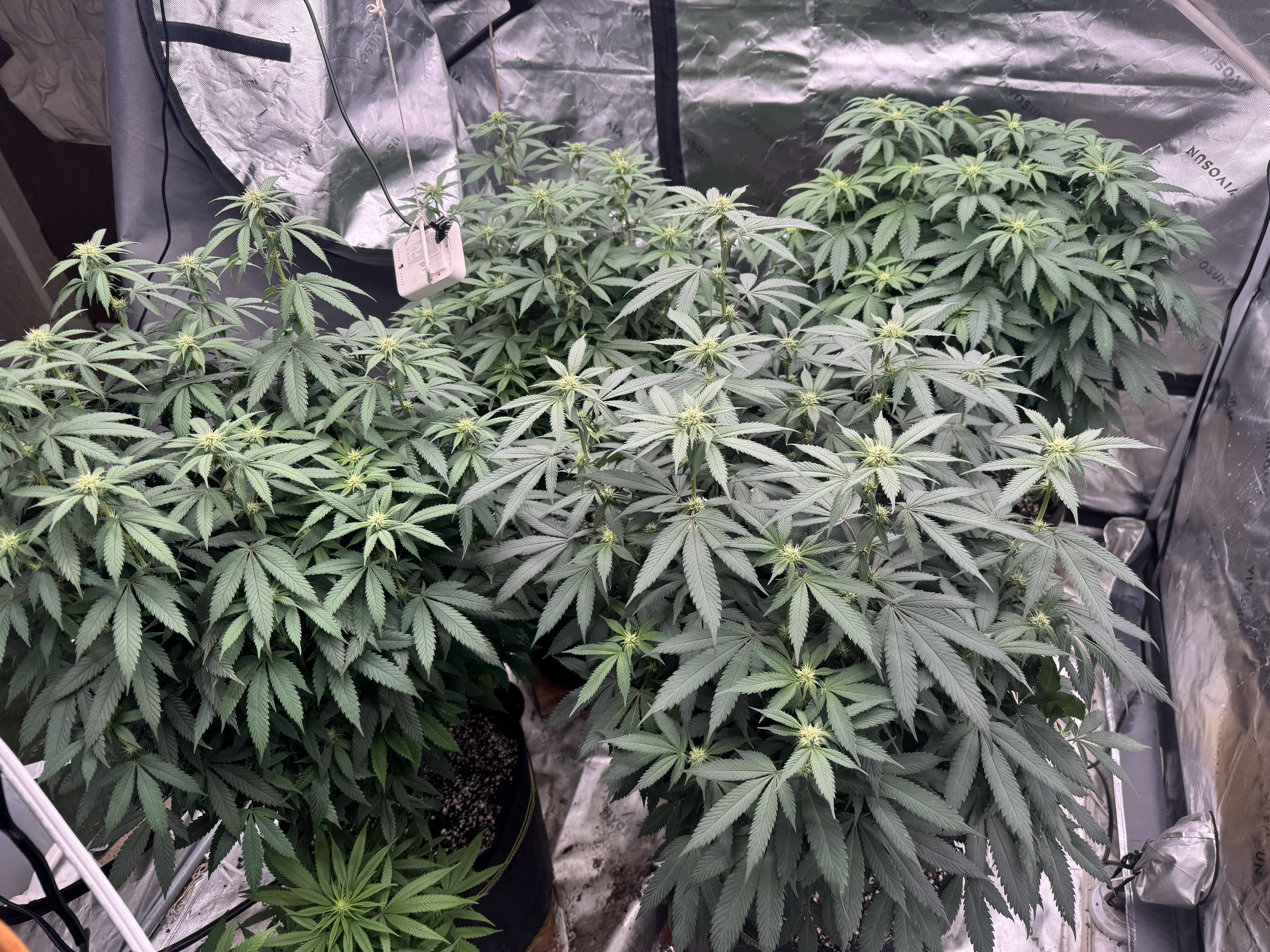 Master Kush RBX — flower, day 137