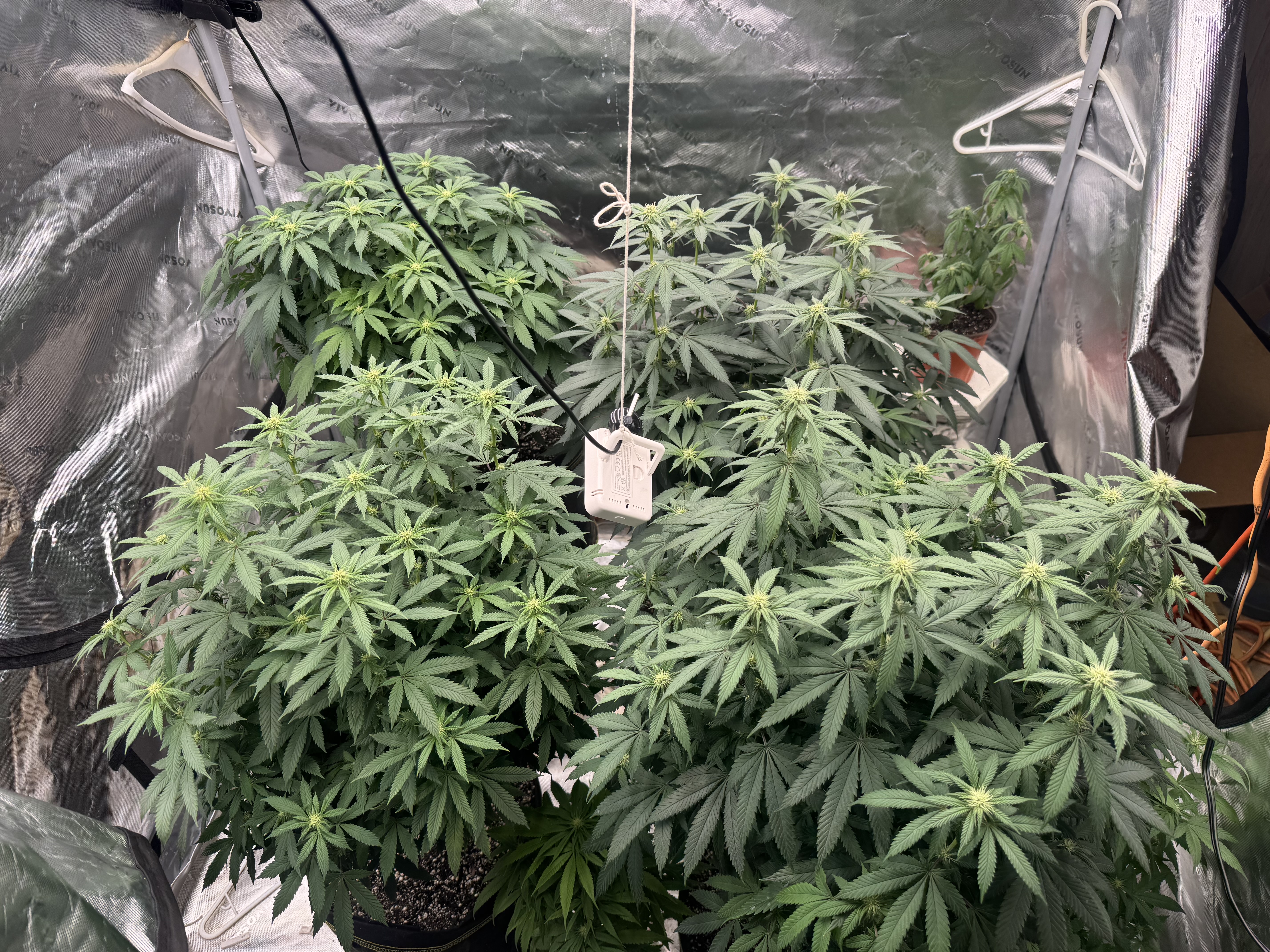 Master Kush RBX — flower, day 137