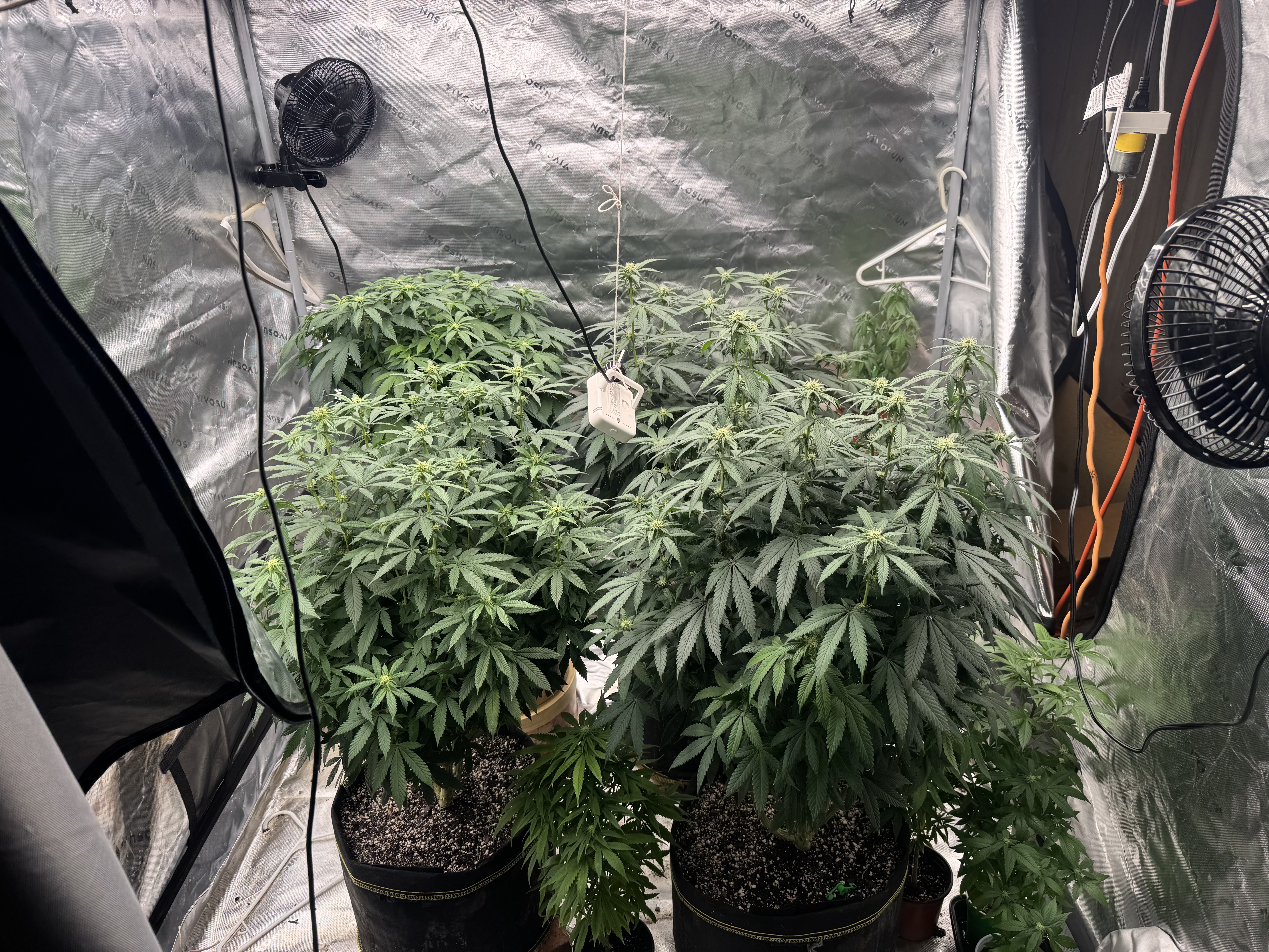 Master Kush RBX — flower, day 137