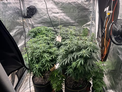Master Kush RBX — flower, day 137