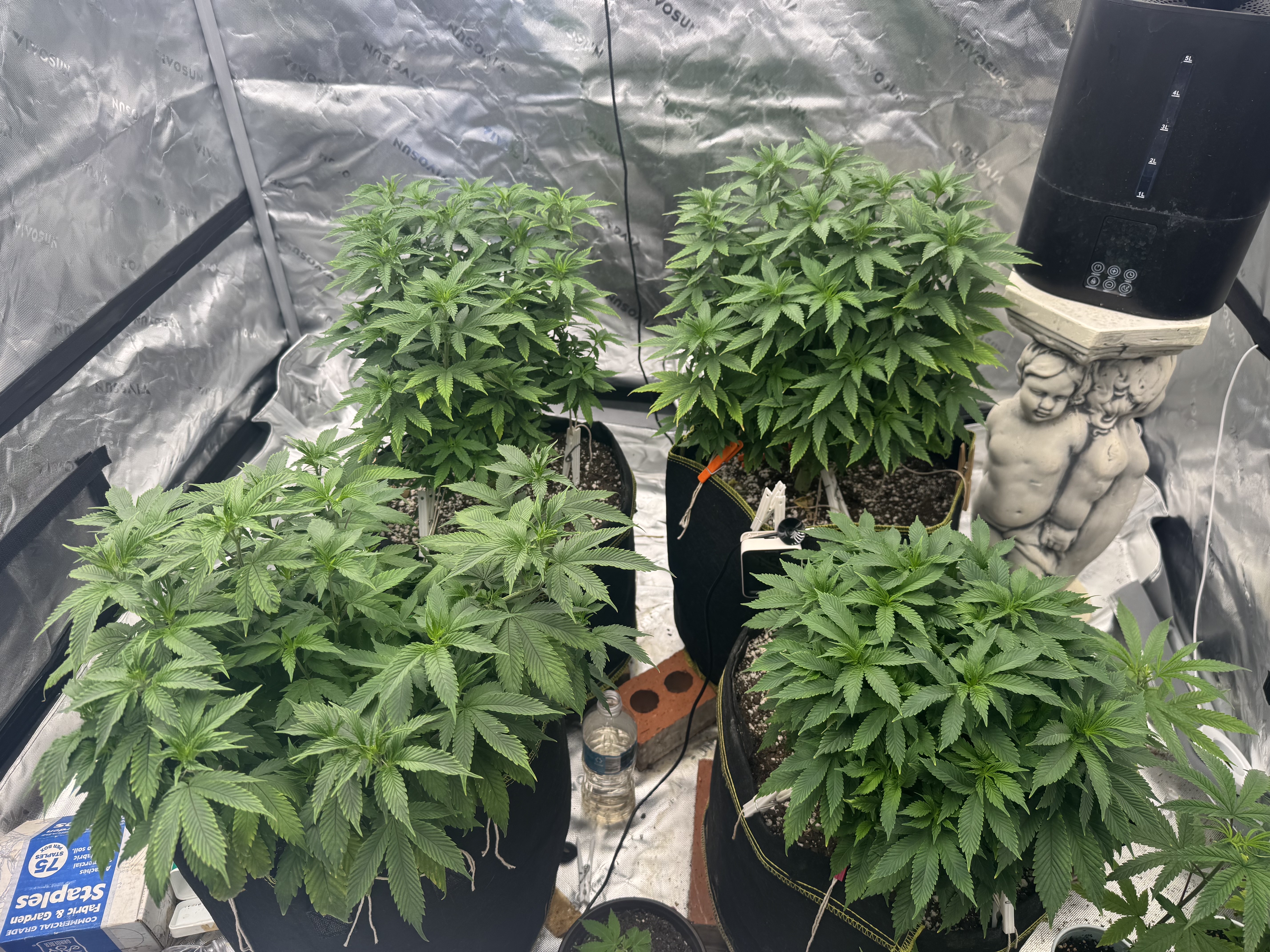 Master Kush RBX — vegetative, day 94